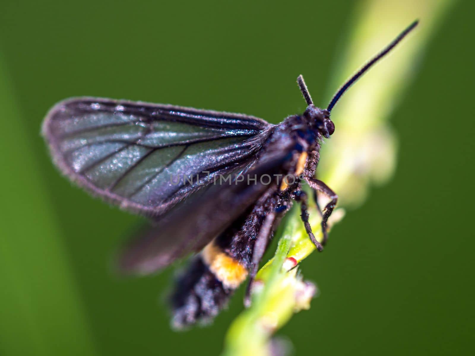 Grass Moths on the grass flower by Satakorn