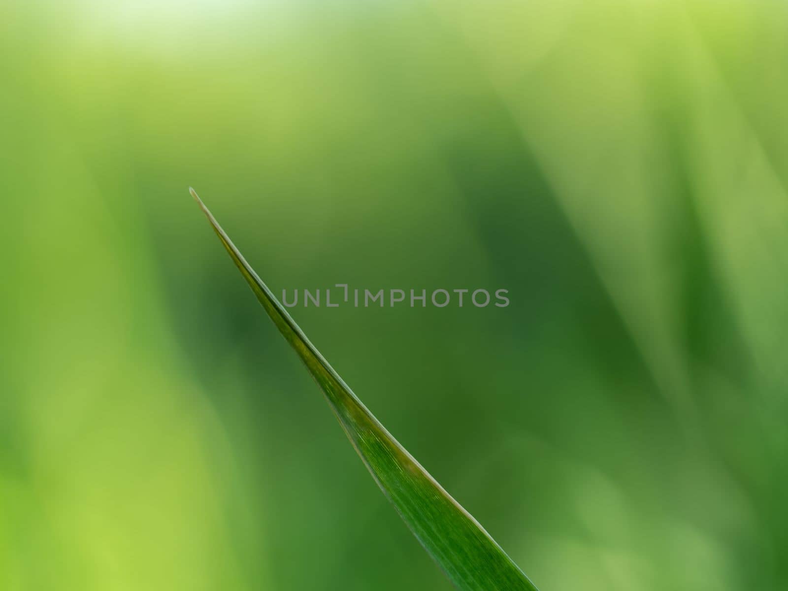 Lights and Green with yellow color on nature defocus abstract blur background by Satakorn