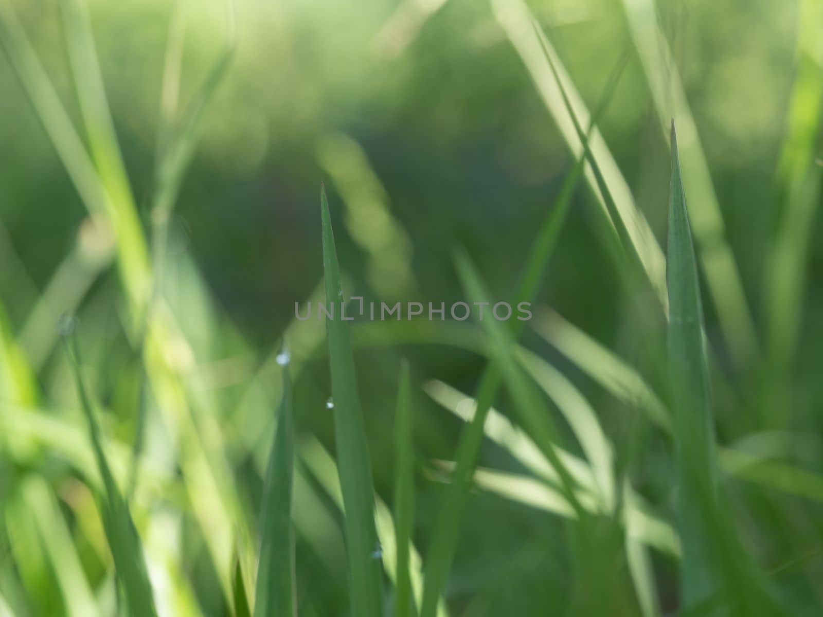 Lights and Green with yellow color on nature defocus abstract blur background by Satakorn