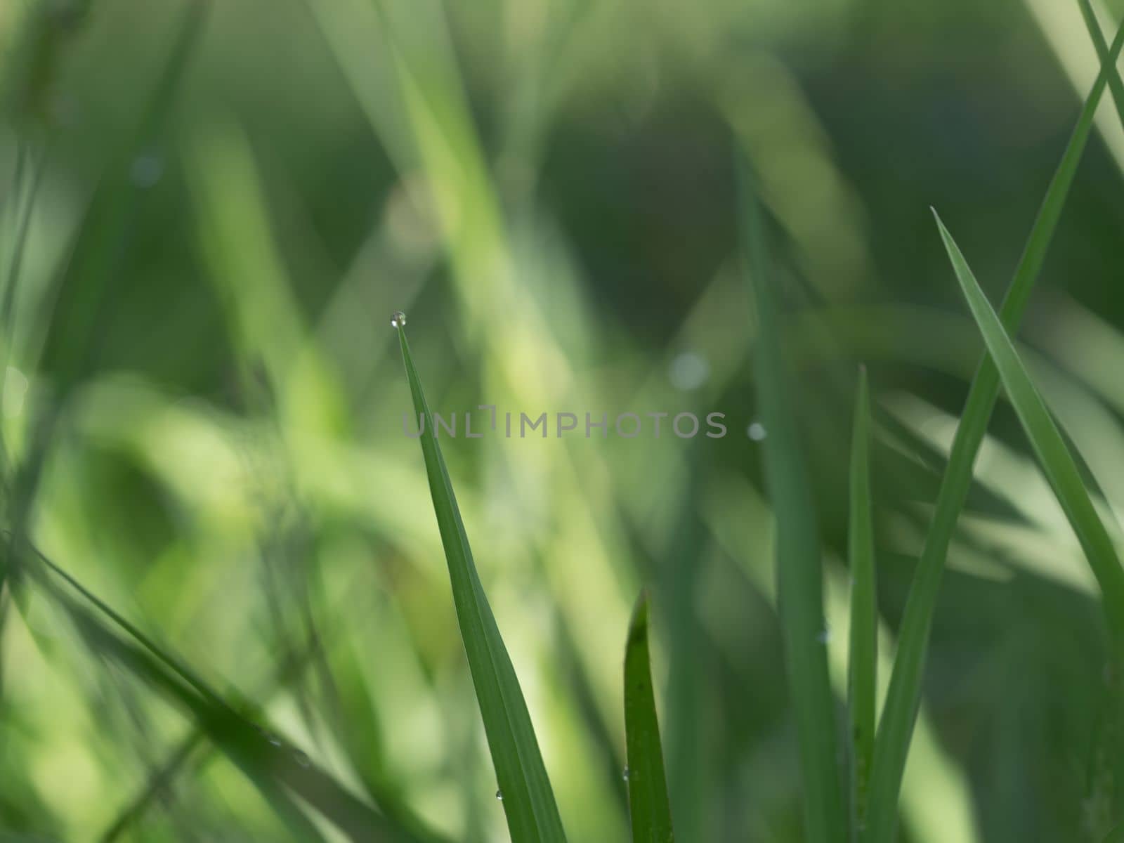 Lights and Green with yellow color on nature defocus abstract blur background by Satakorn