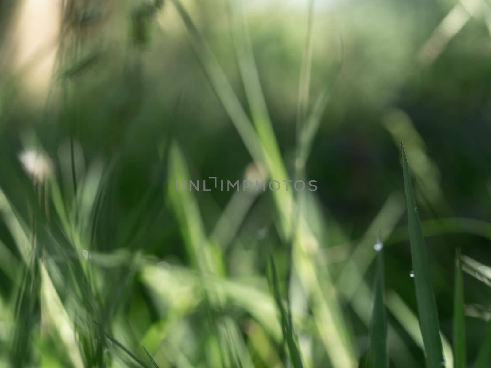 Lights and Green with yellow color on nature defocus abstract blur background by Satakorn