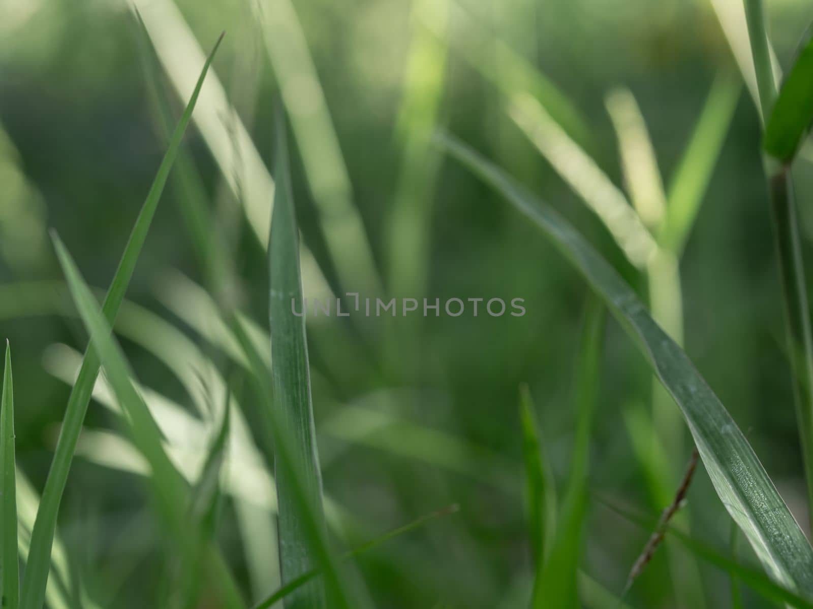 Lights and Green with yellow color on nature defocus abstract blur background by Satakorn