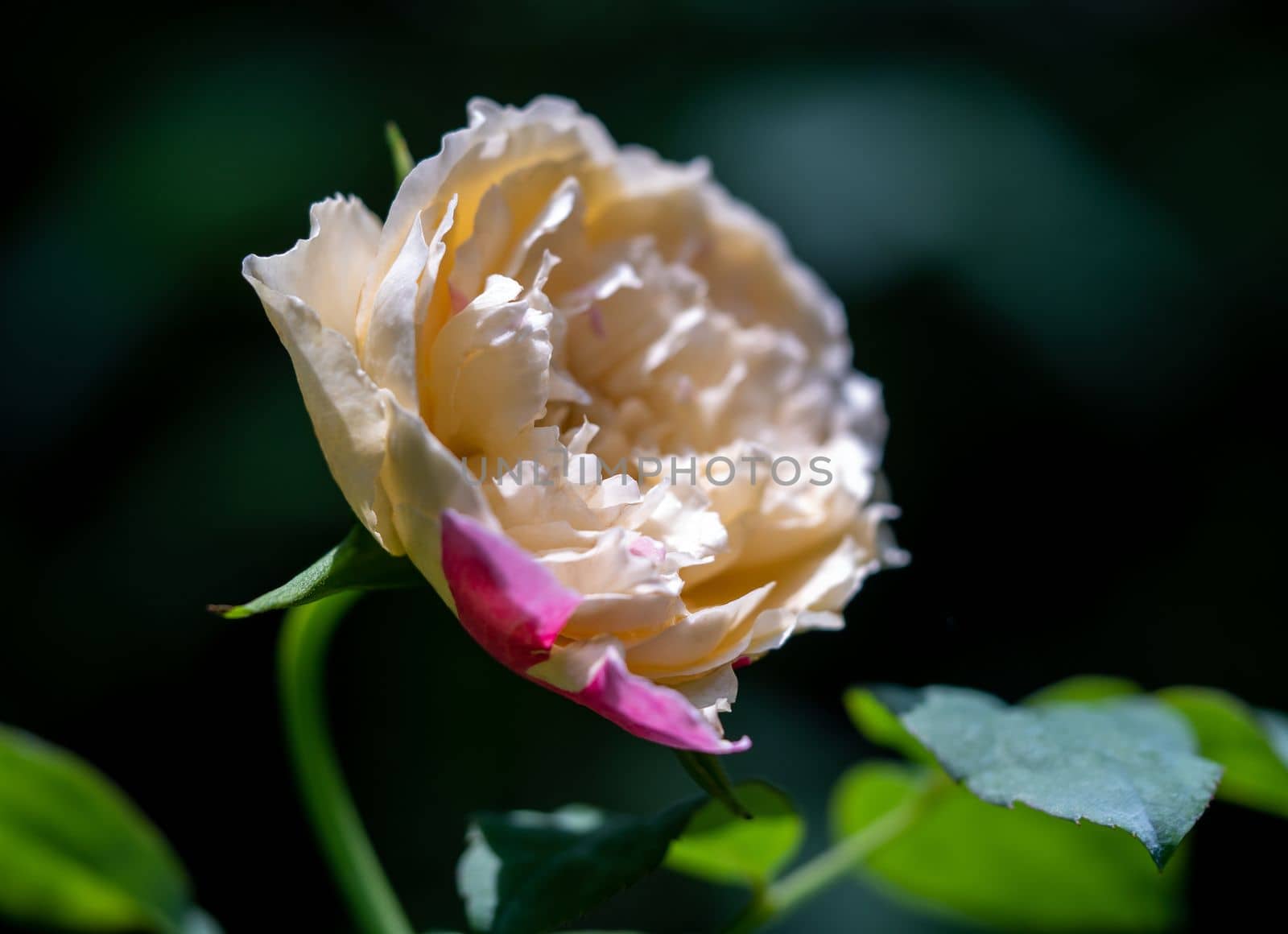 Shape and colors of Fugetsu roses that blooming by Satakorn