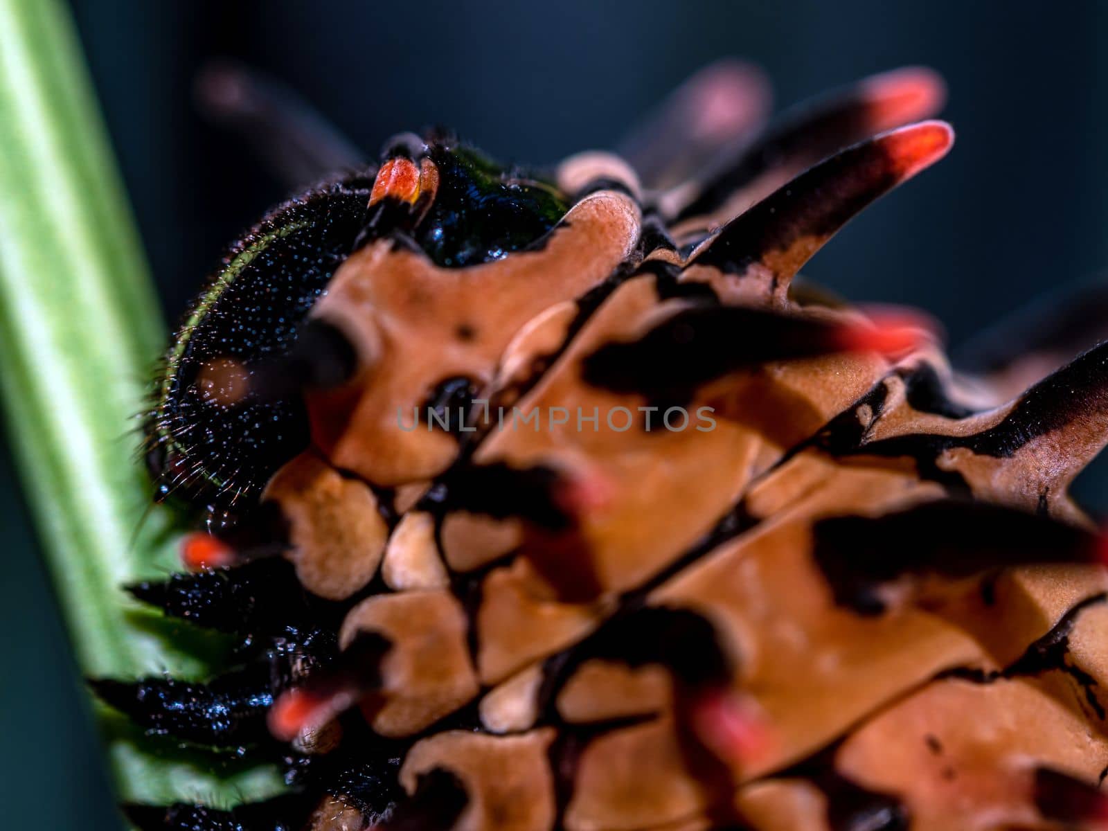 The pale brown color with long protrusions resembling thorns of the Golden Birdwing caterpillar by Satakorn