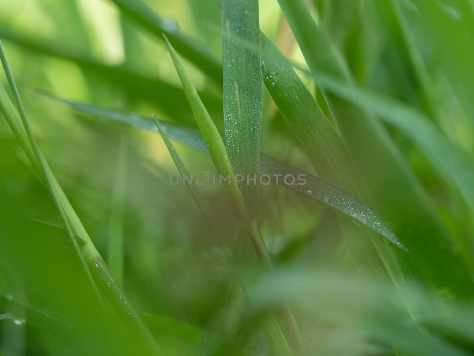 Lights and Green with yellow color on nature defocus abstract blur background by Satakorn