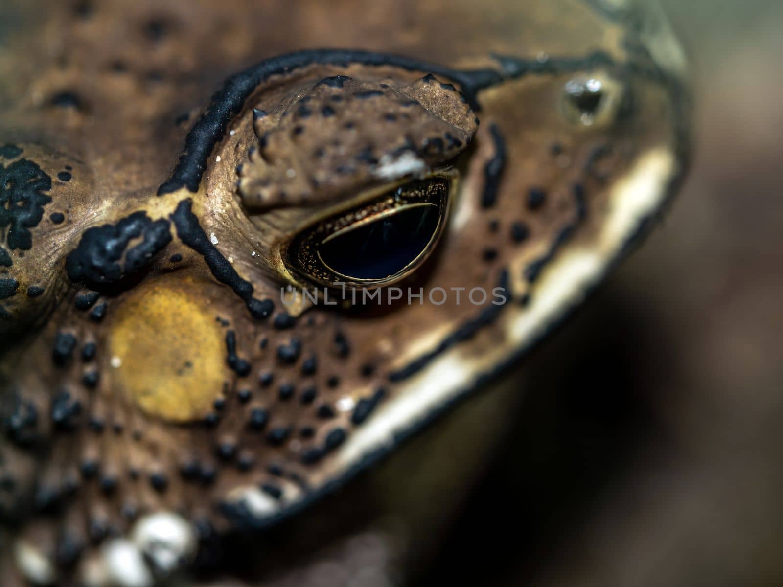 Close-up of the face of a Toad Bufo melanostictus