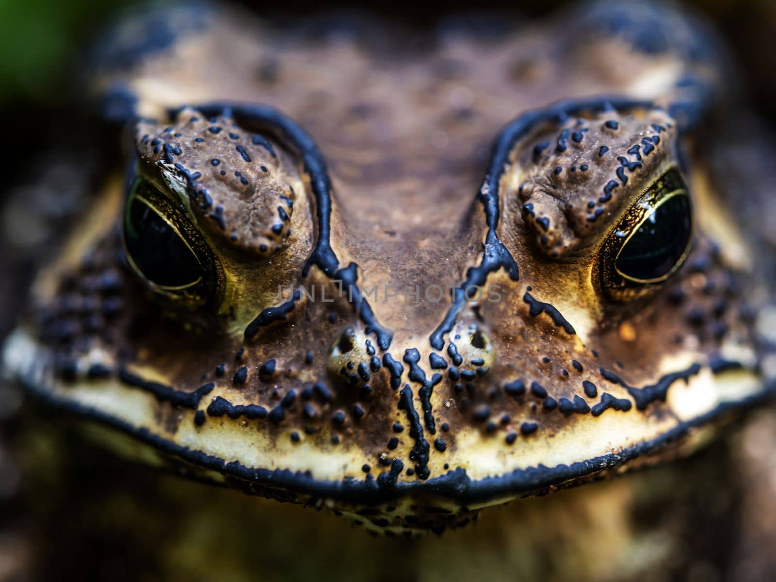 Close-up of the face of a Toad Bufo melanostictus by Satakorn