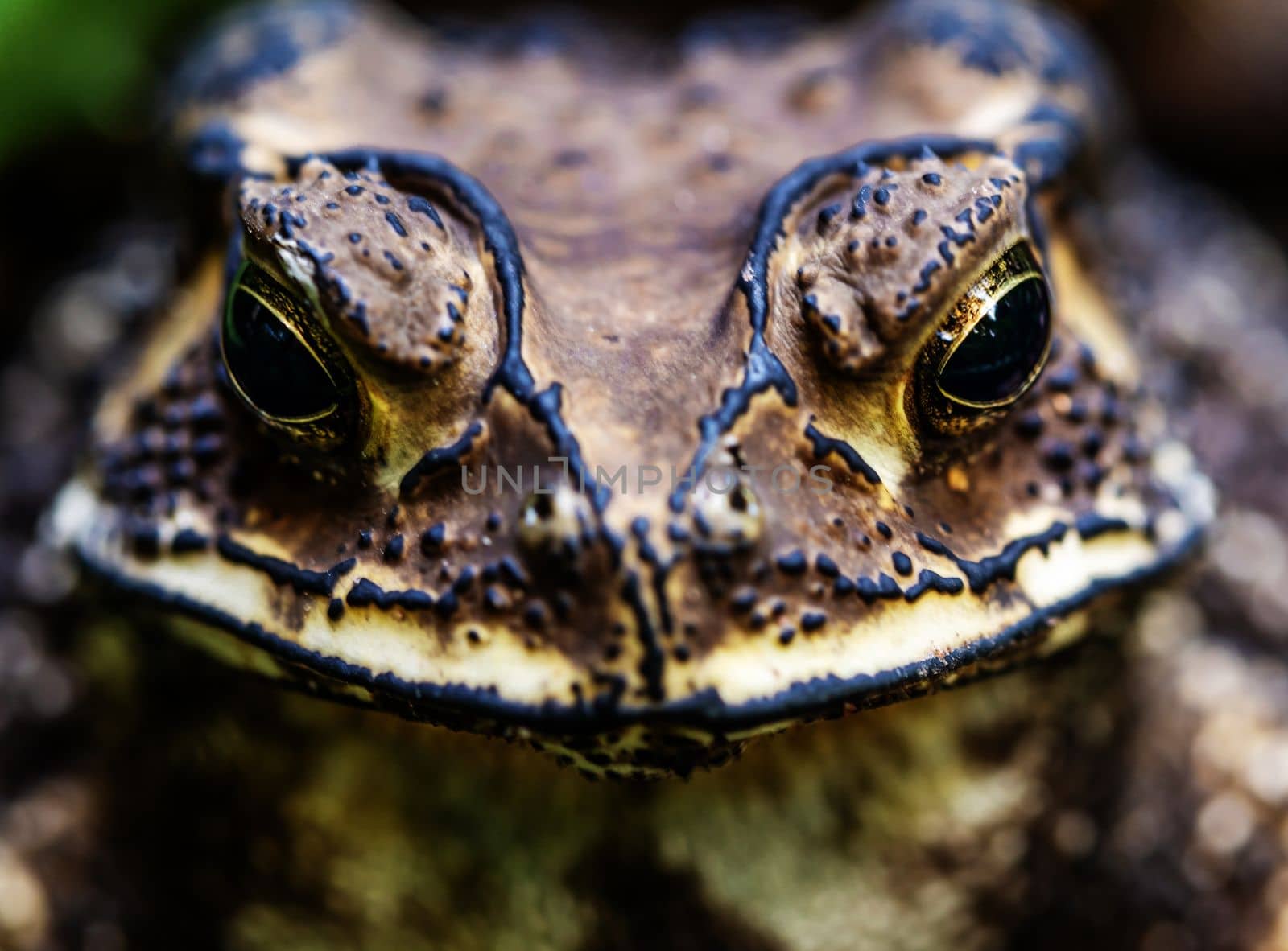 Close-up of the face of a Toad Bufo melanostictus by Satakorn