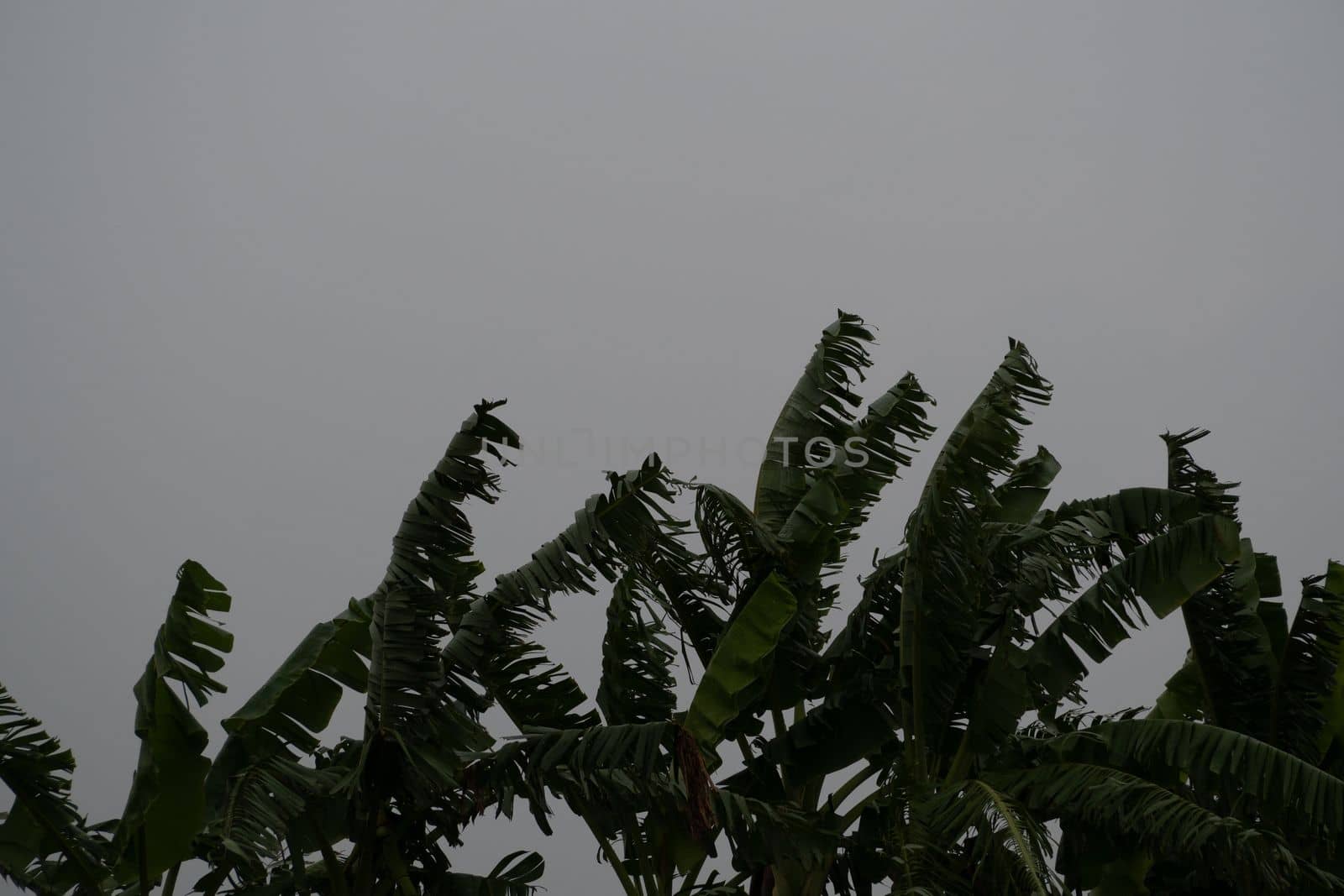 Banana leaves that are torn from the wind by Satakorn