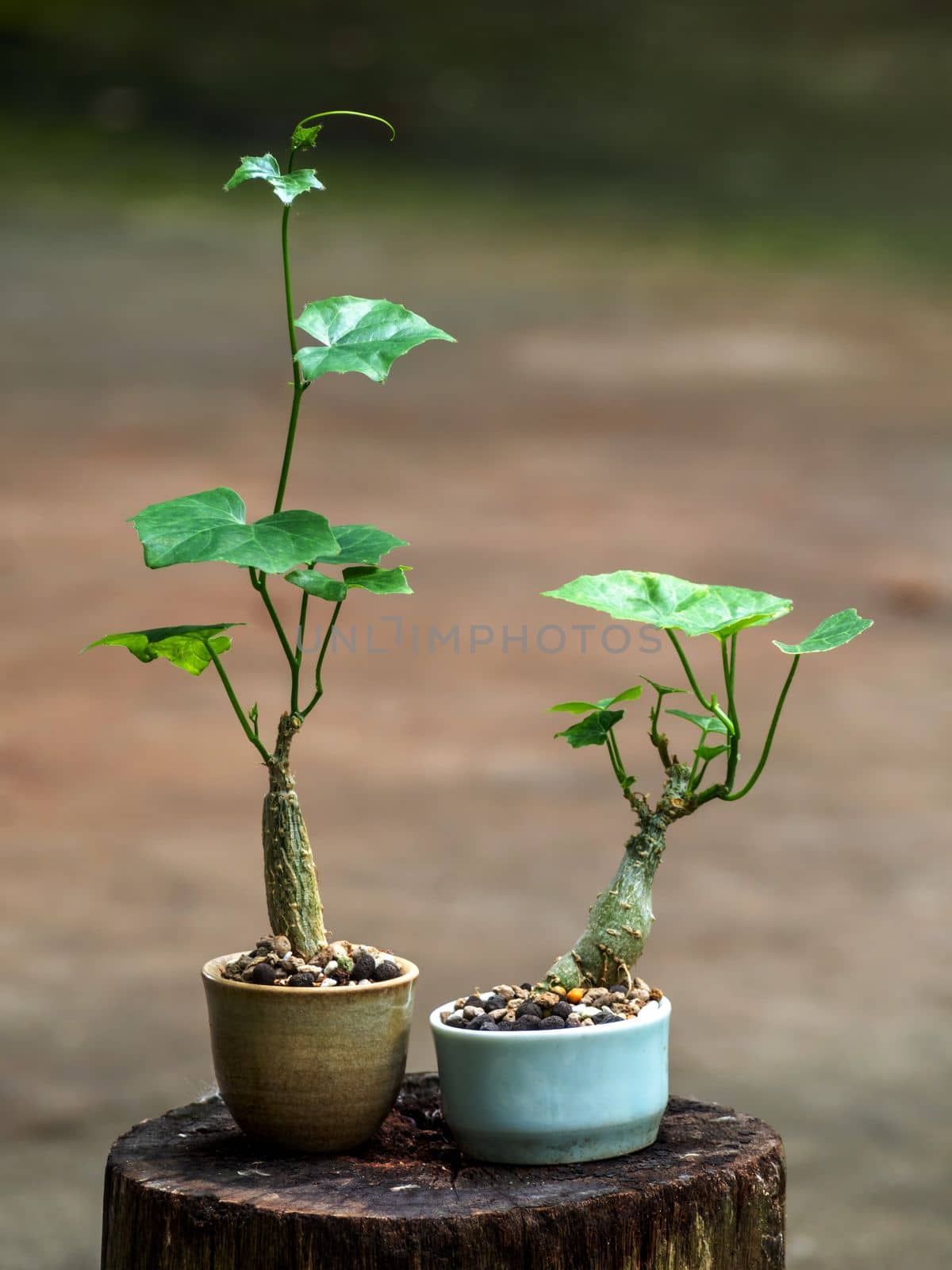 The Caudiciform Ivy gourd setting is put in a small pot as a mini bonsai by Satakorn