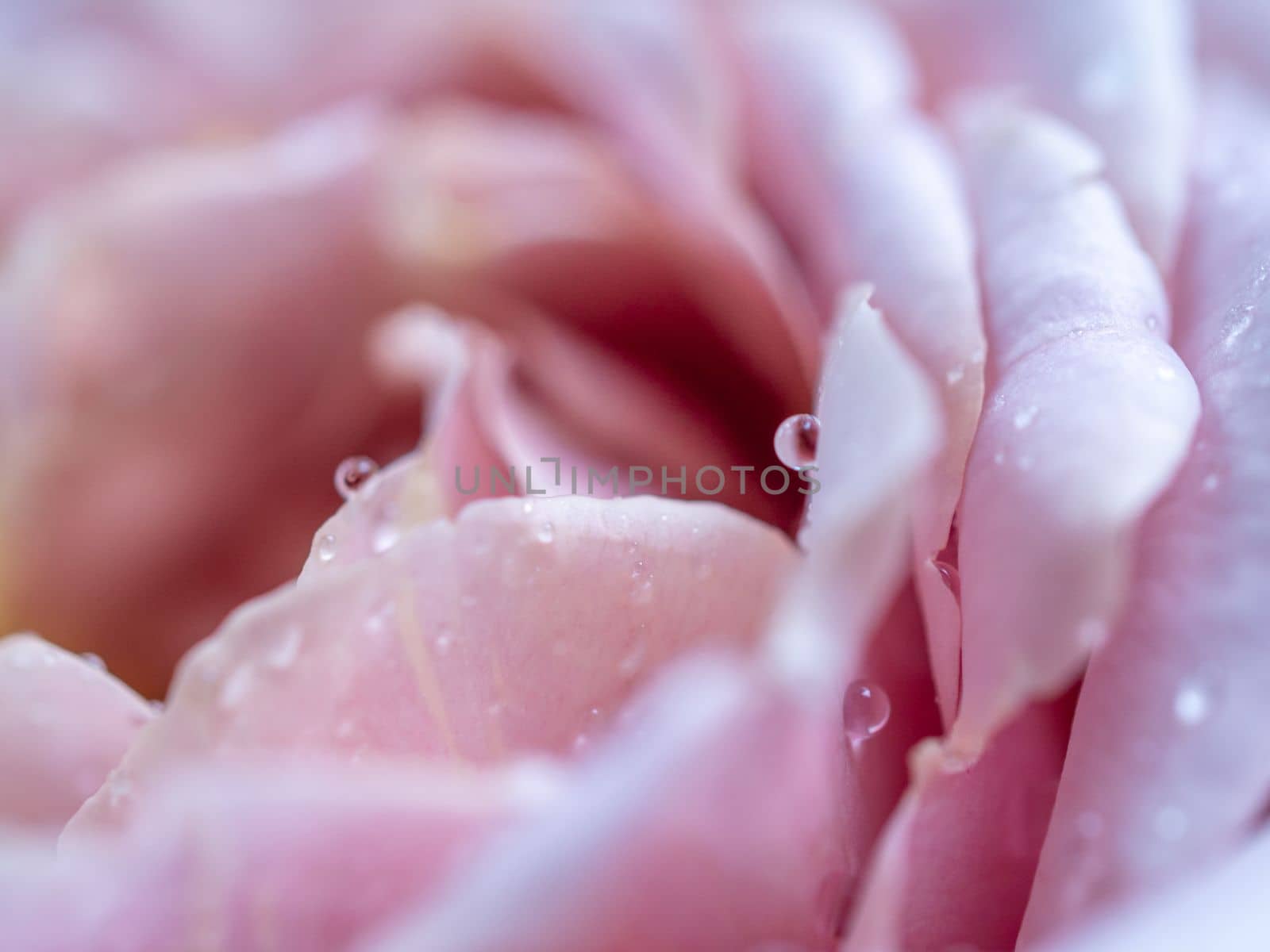 Close-up delicate Koko Loco rose petals as nature background