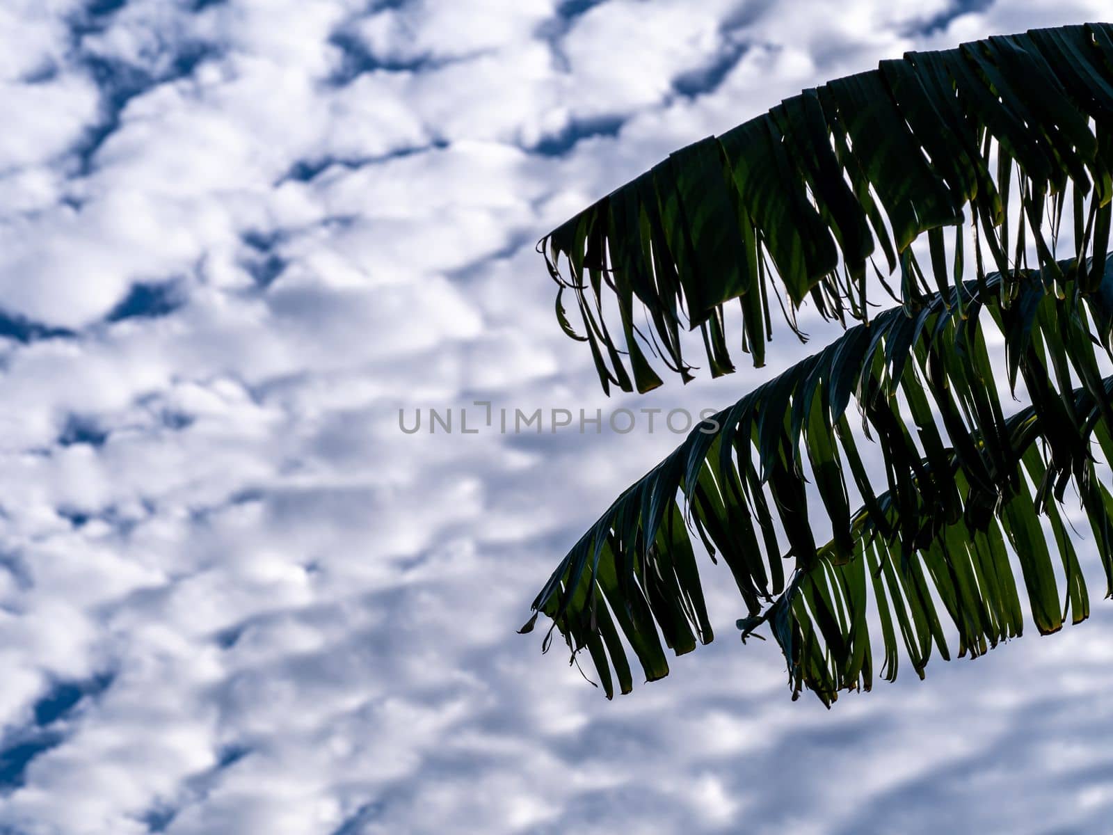Banana leaves that are torn from the wind
