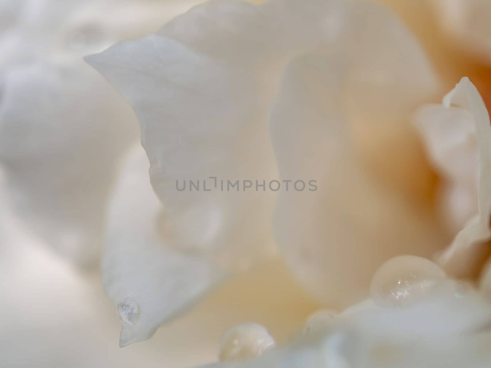 Close-up delicate Princess Miyuki rose pure white petals as nature background