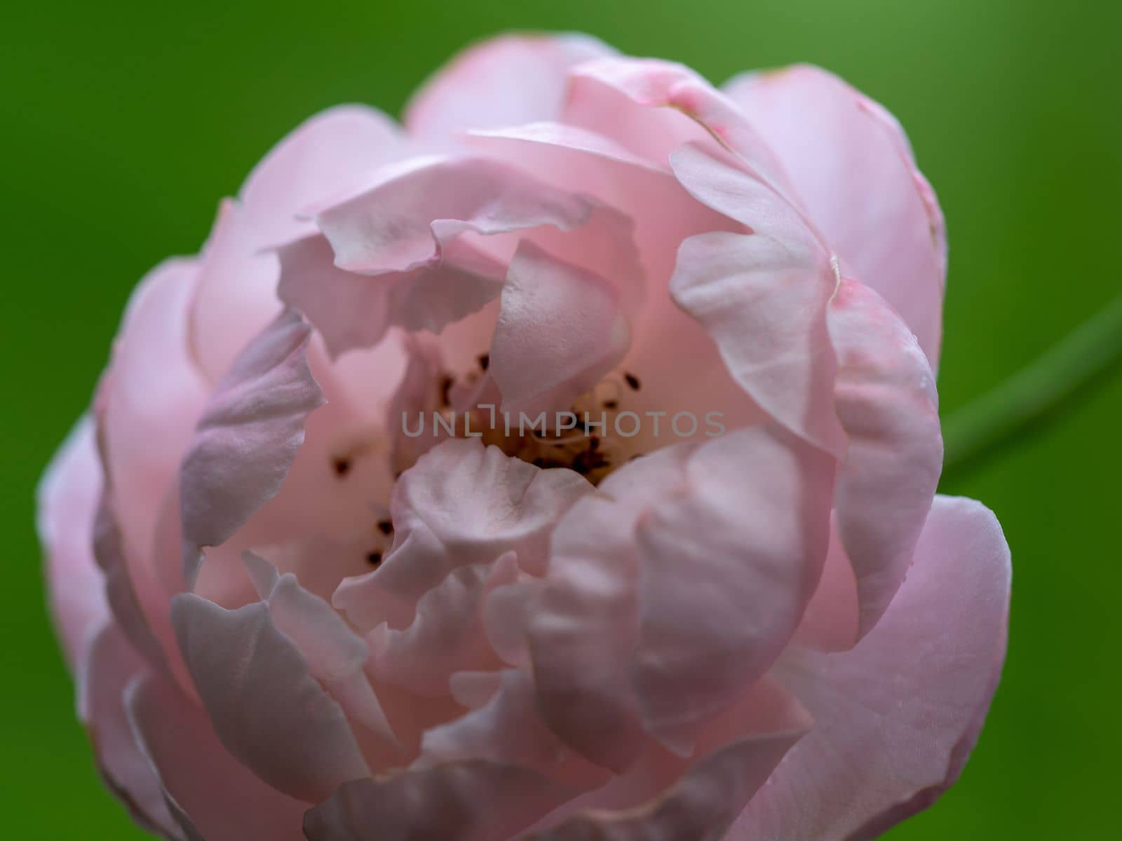 Shape and colors of Plume rose that blooming