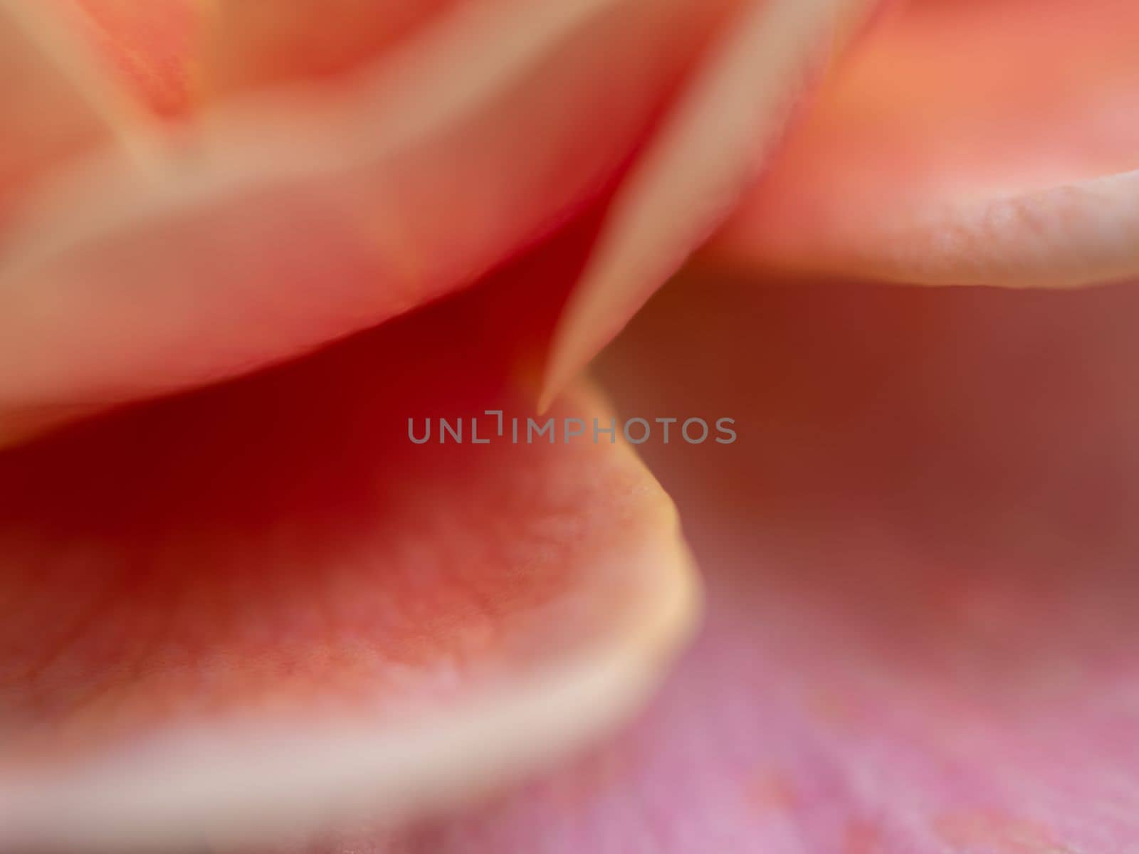 Close-up delicate Distant drums rose petals as nature background