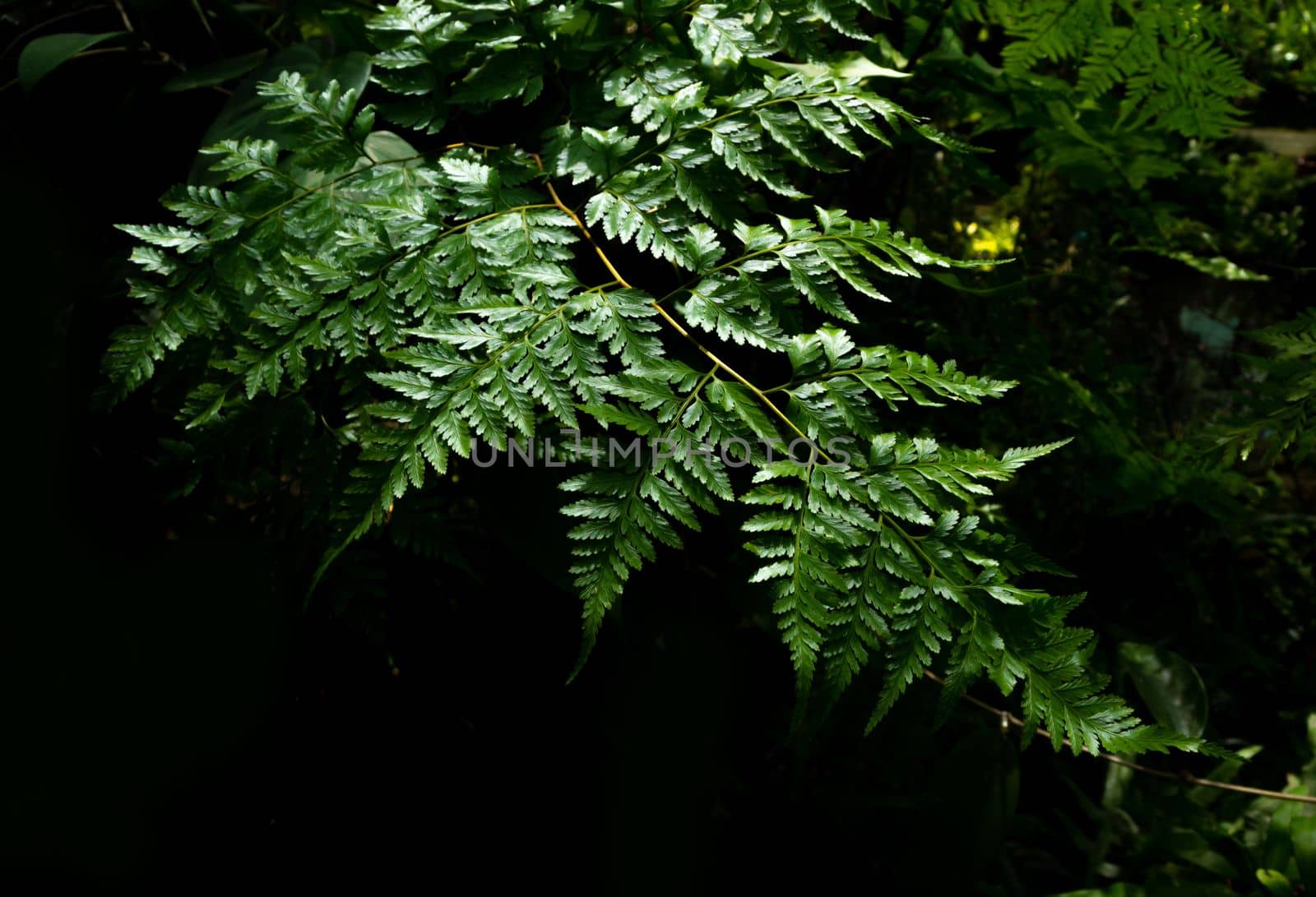 Leaves of Davallia solida Fern as green nature background