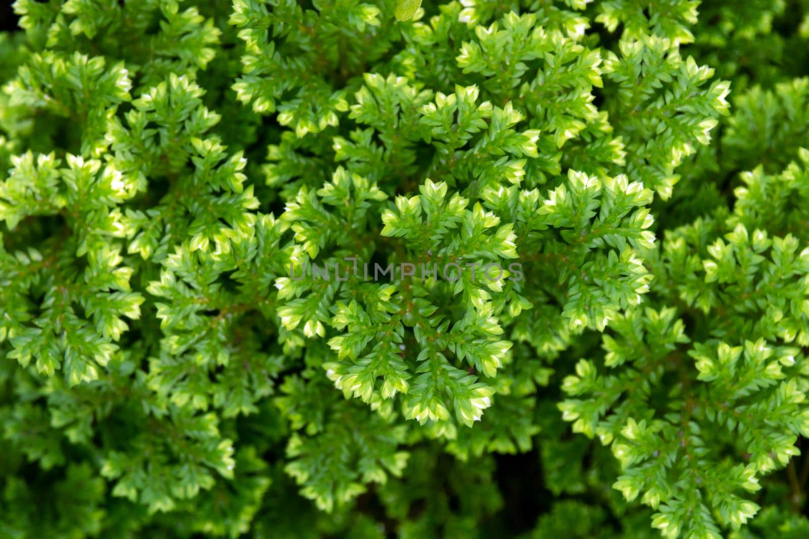 Full-frame texture background of Spike Moss fern leaves