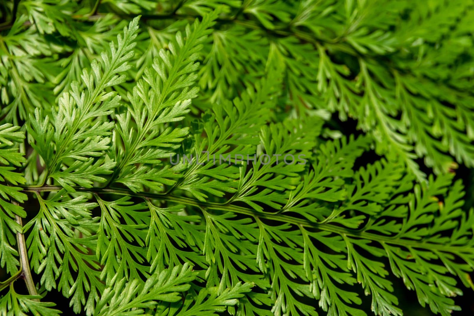 Leaves of Davallia denticulata polynesia Fern as green nature background