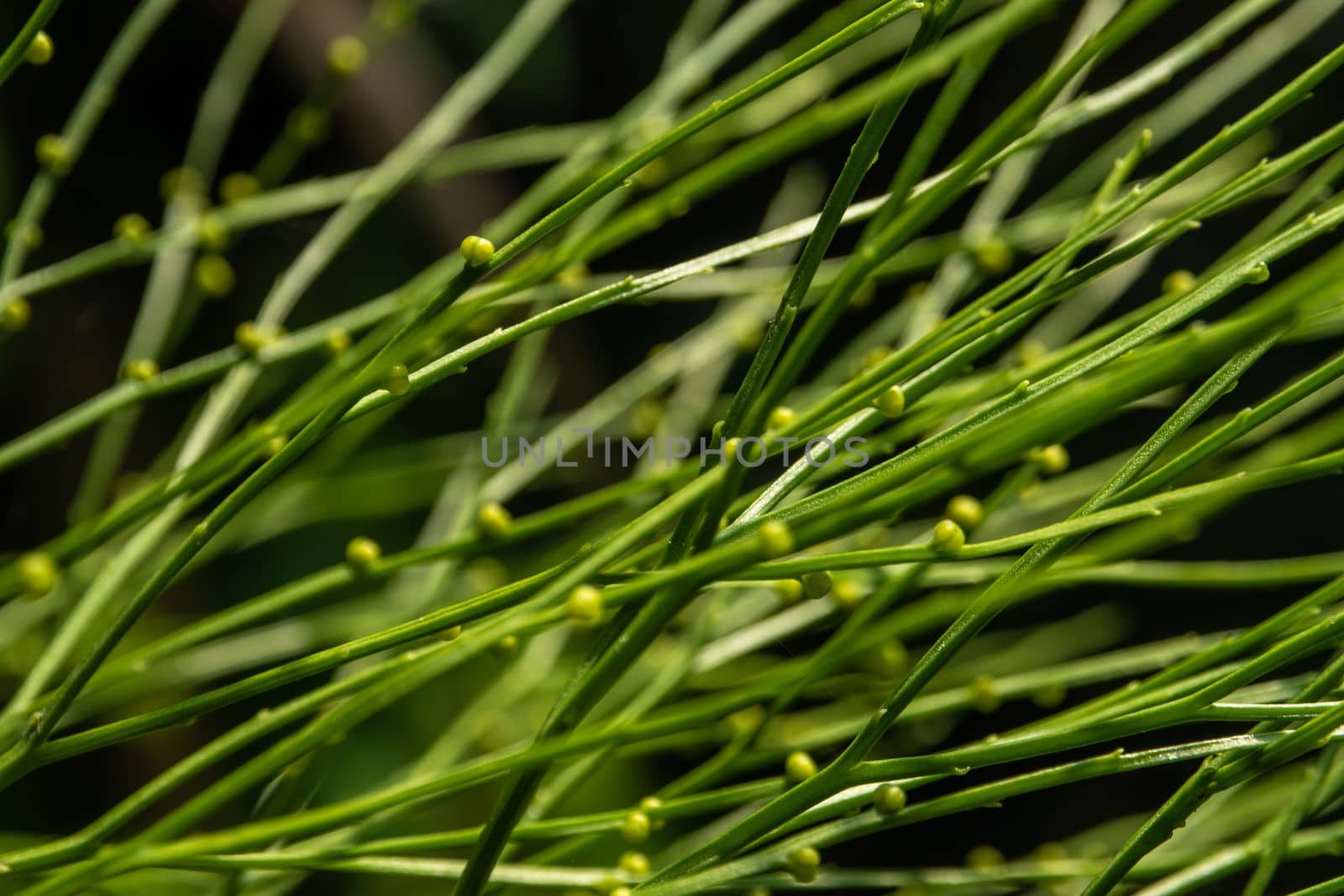 Sporangia on the of Psilotum nudum on aerial stems arising from horizontal rhizomes by Satakorn