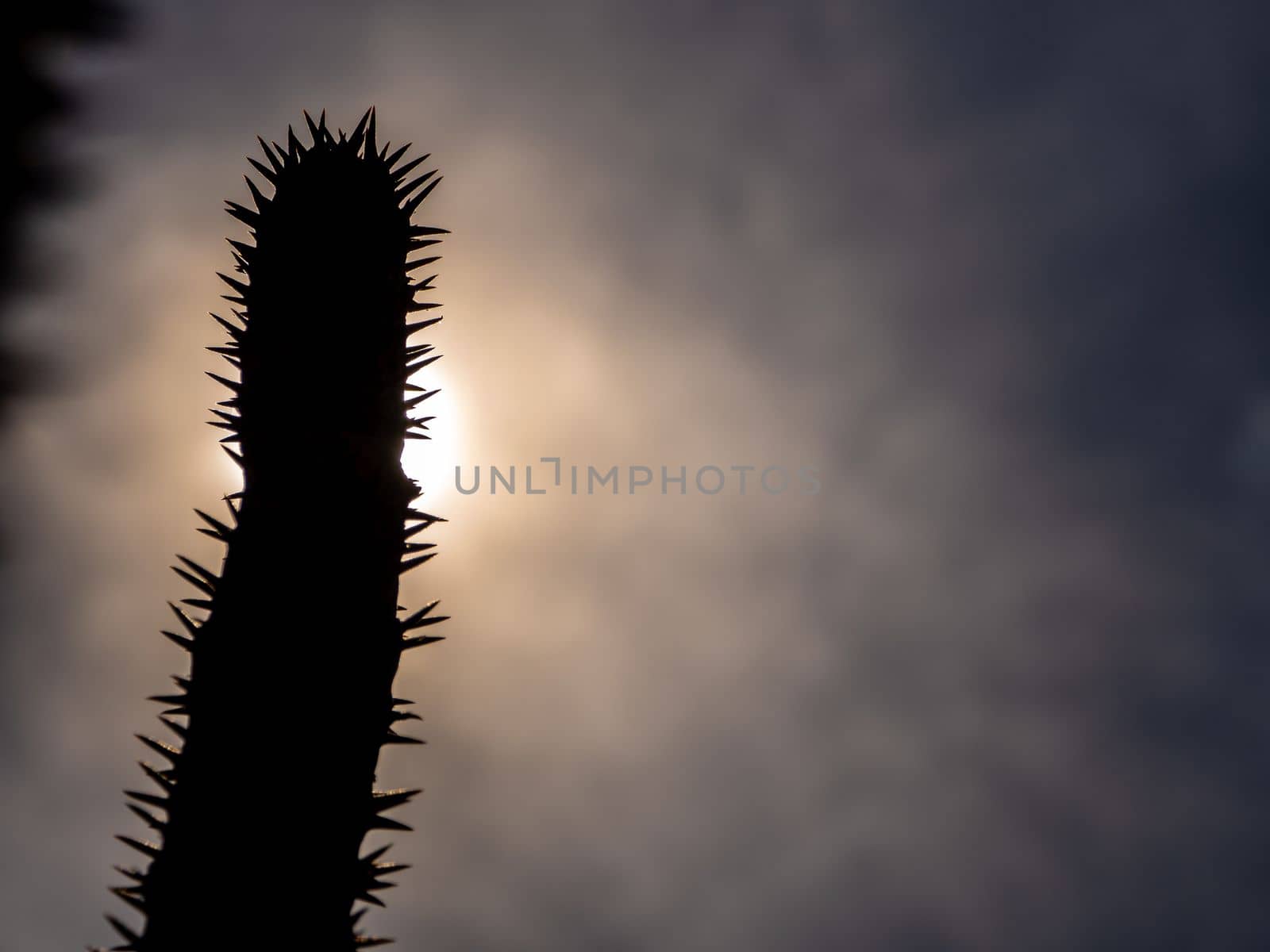 Madagascar palm the Spiky desert plant in the hard sunlight by Satakorn