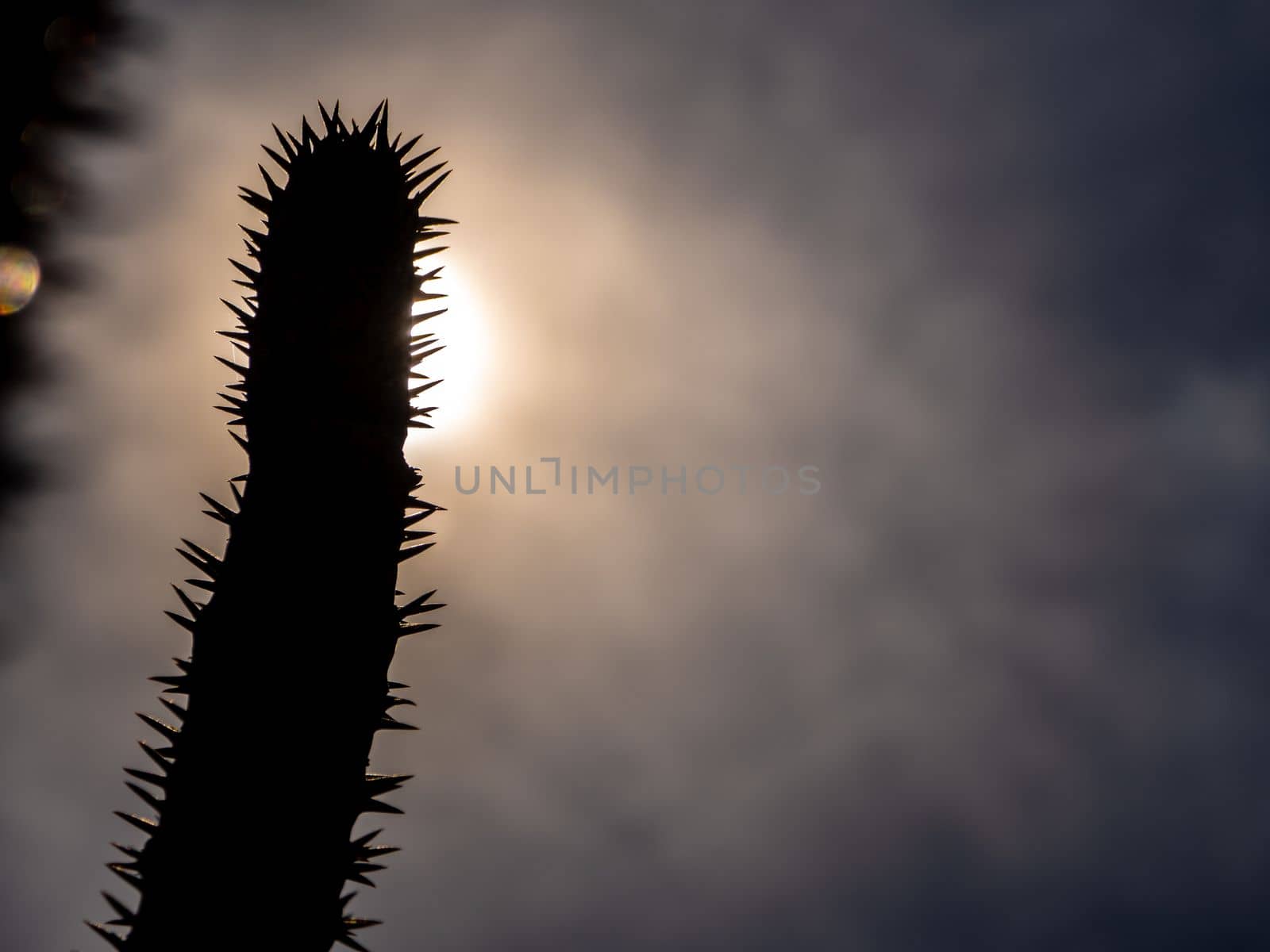 Madagascar palm the Spiky desert plant in the hard sunlight by Satakorn