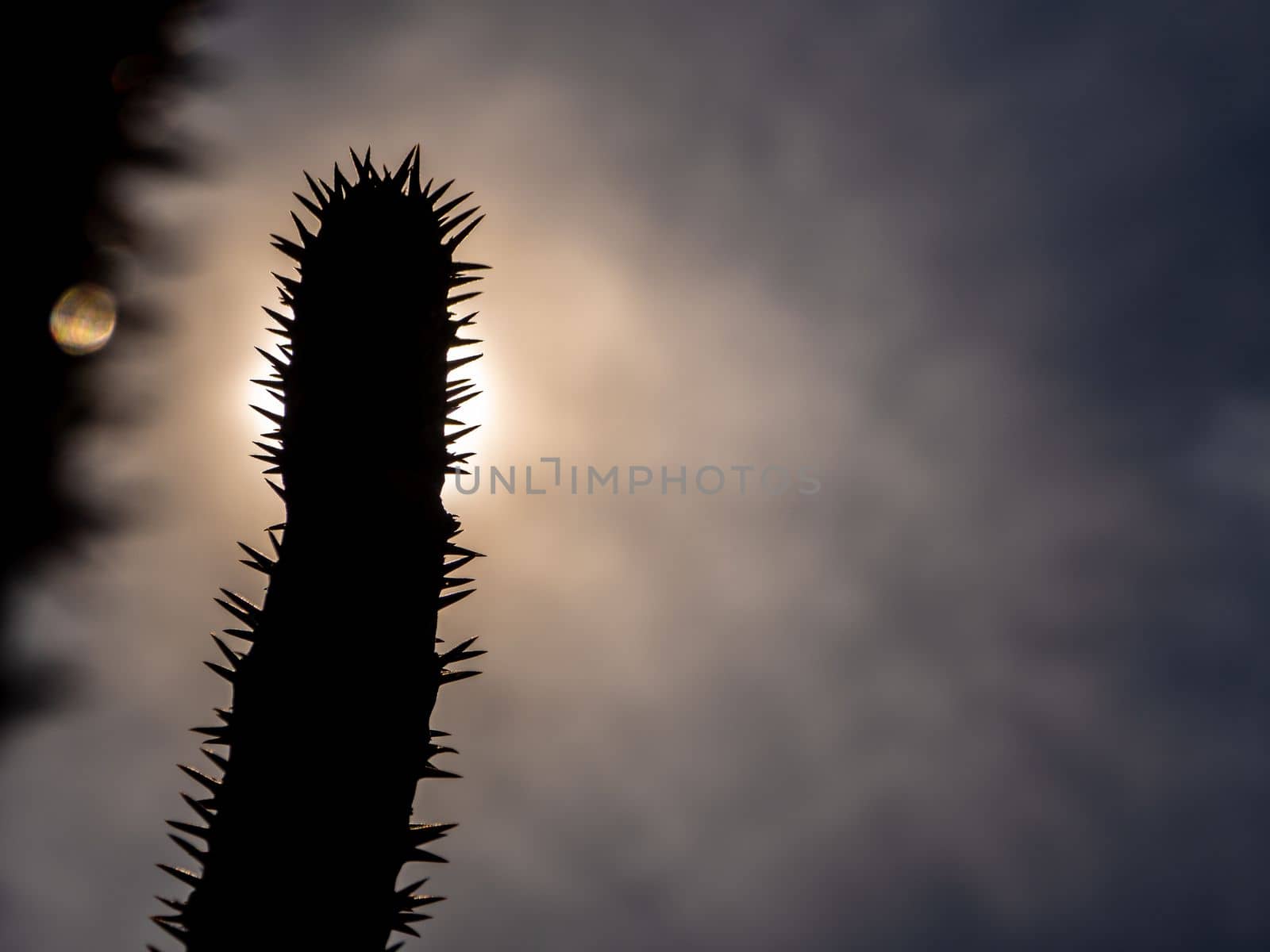 Madagascar palm the Spiky desert plant in the hard sunlight by Satakorn