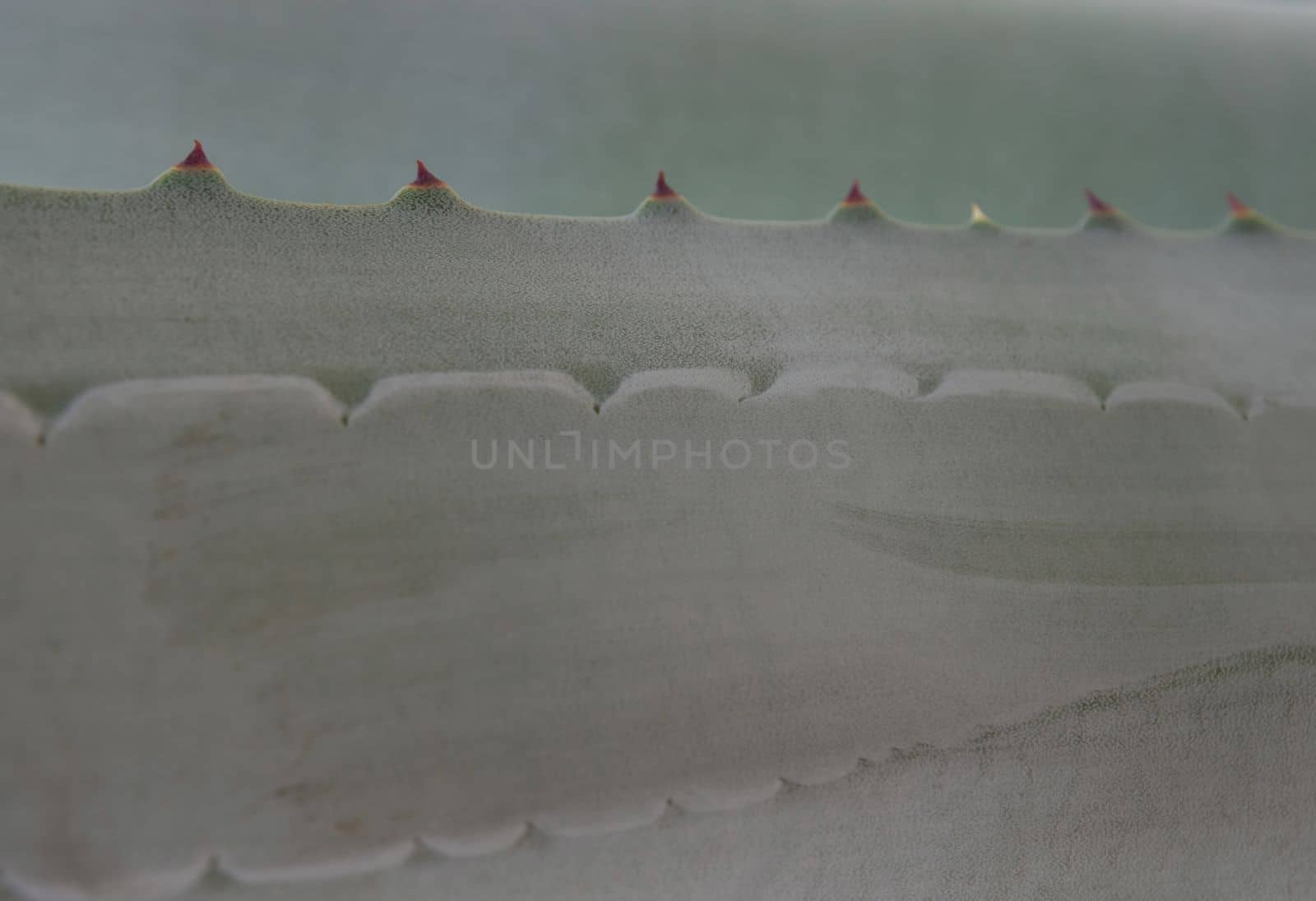 Agave succulent plant, close up white wax on freshness leaves with thorn of Agave leaf