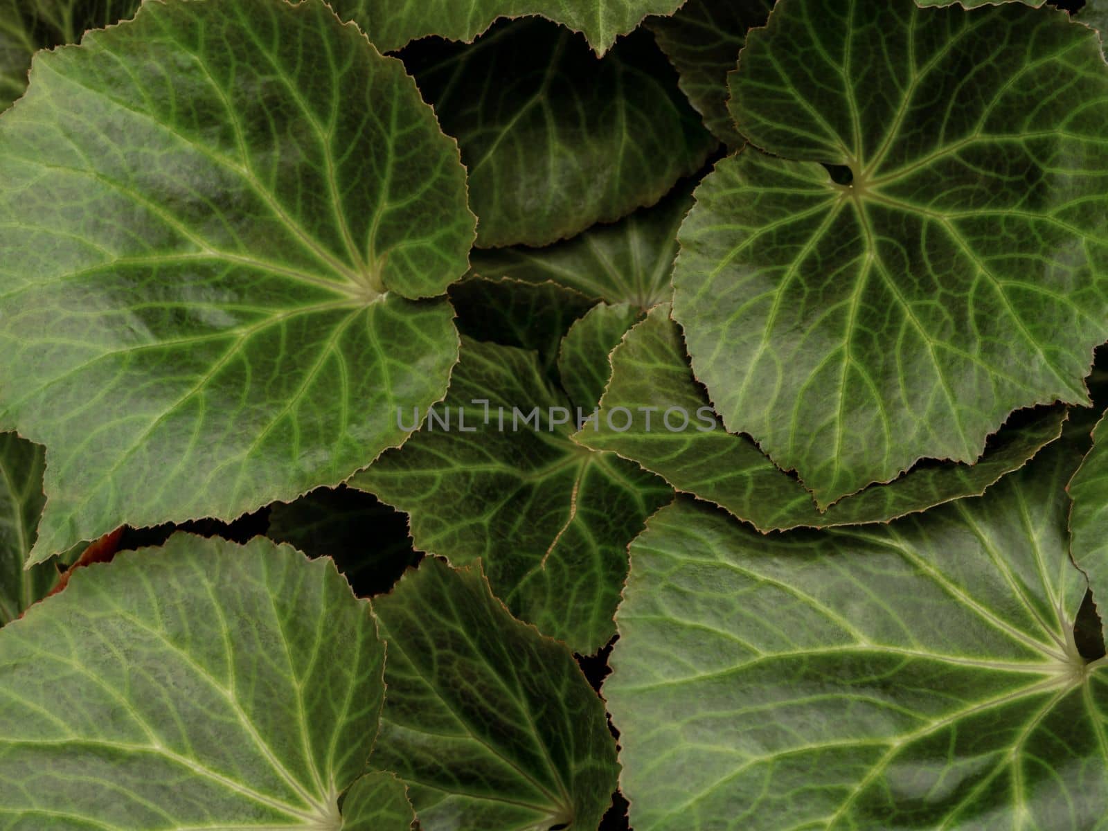 Surface texture of Begonia leaves as nature background by Satakorn