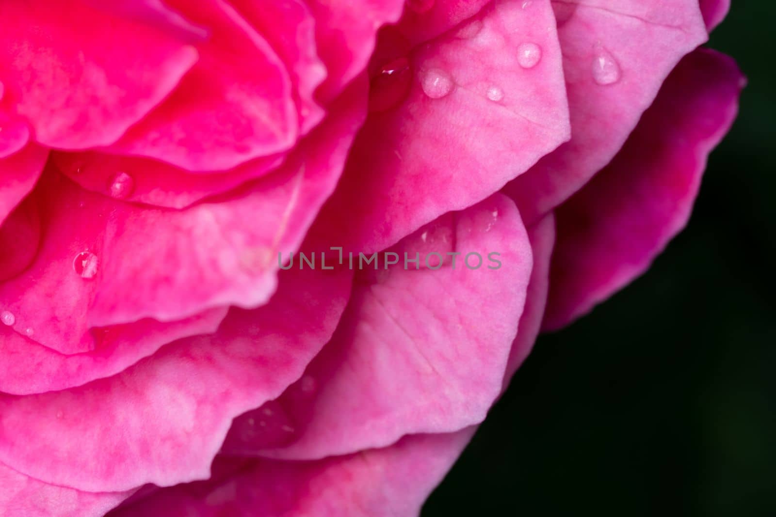 Close-up delicate Yuzen rose petals as nature background