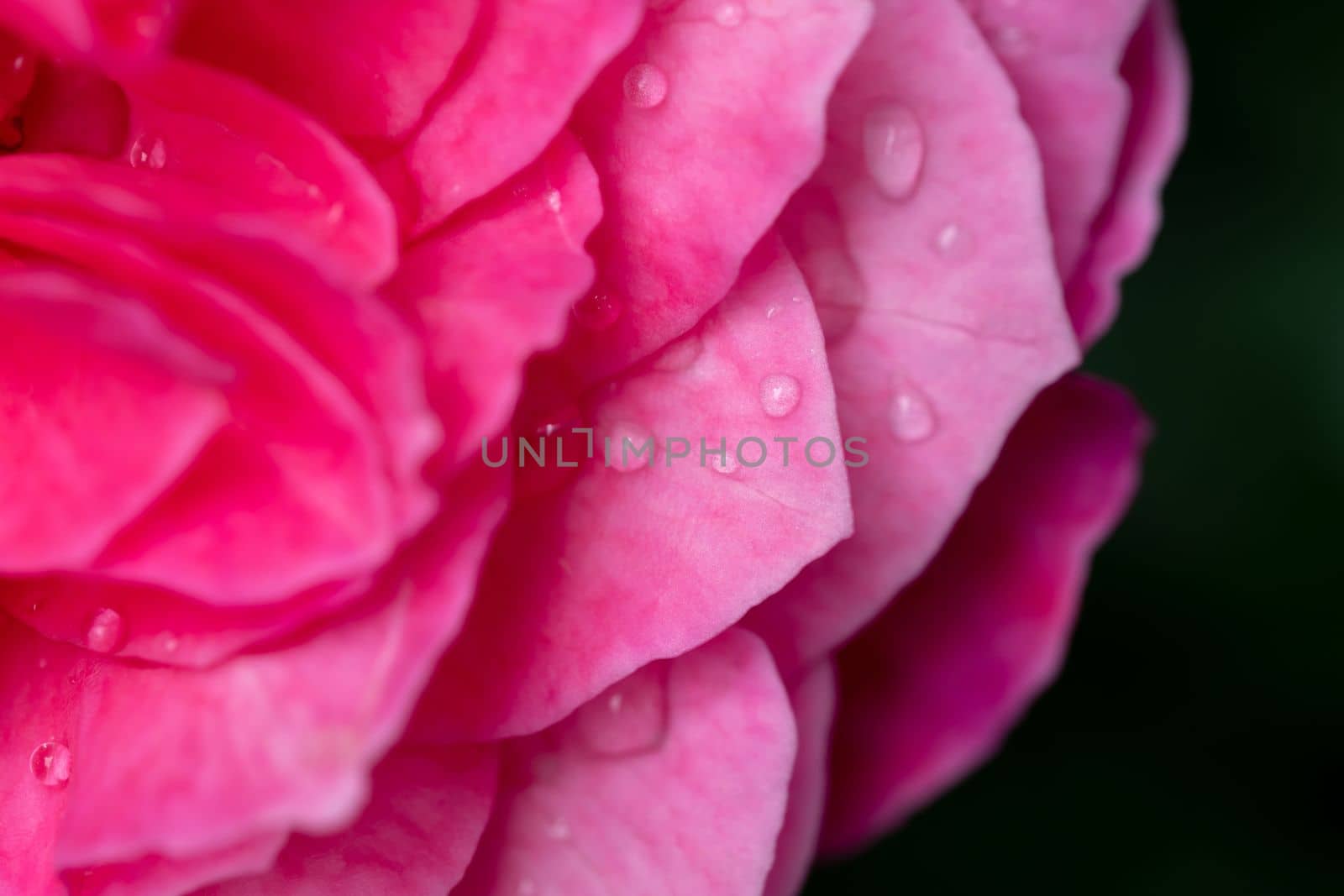 Close-up delicate Yuzen rose petals as nature background