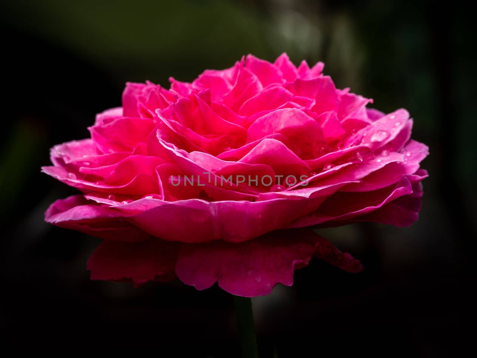 Shape and colors of Yuzen roses that blooming  by Satakorn