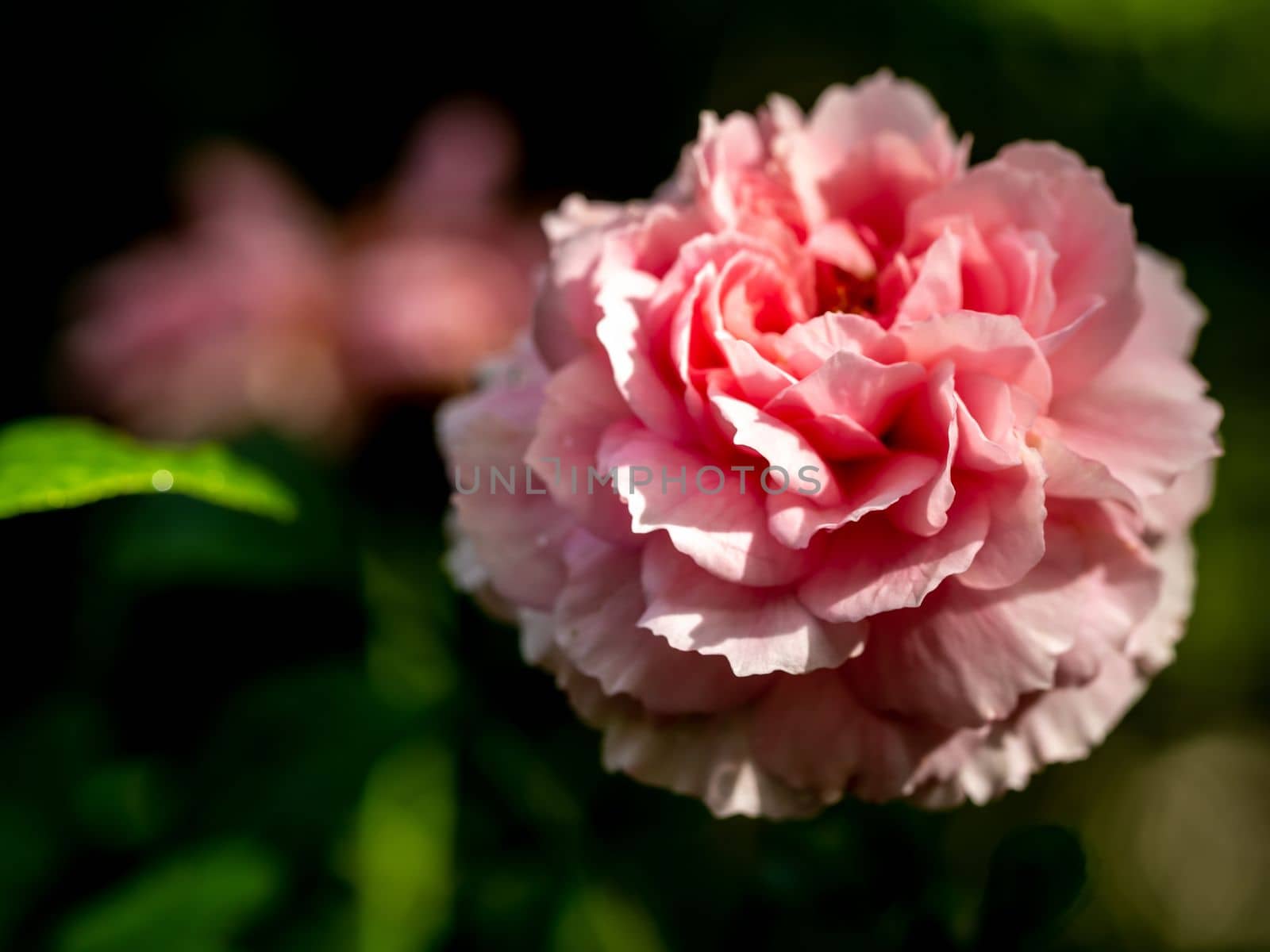 Shape and colors of Princess Meiko roses that blooming by Satakorn