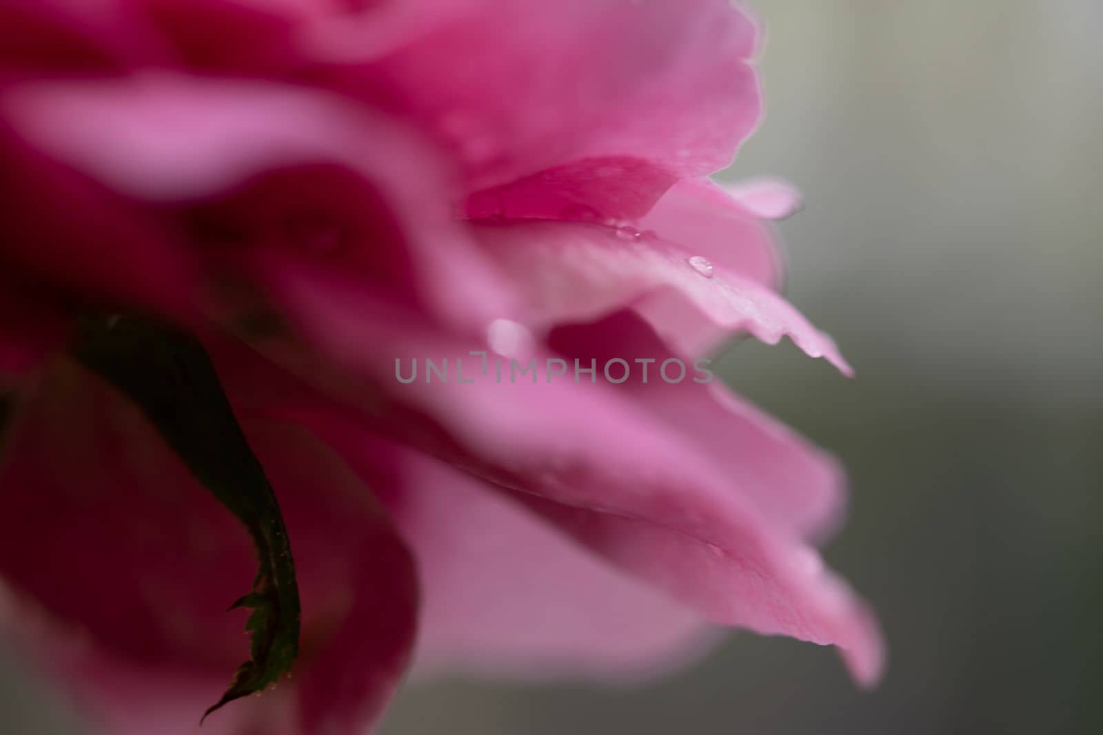 Close-up delicate Claude Brasseur rose petals as nature background