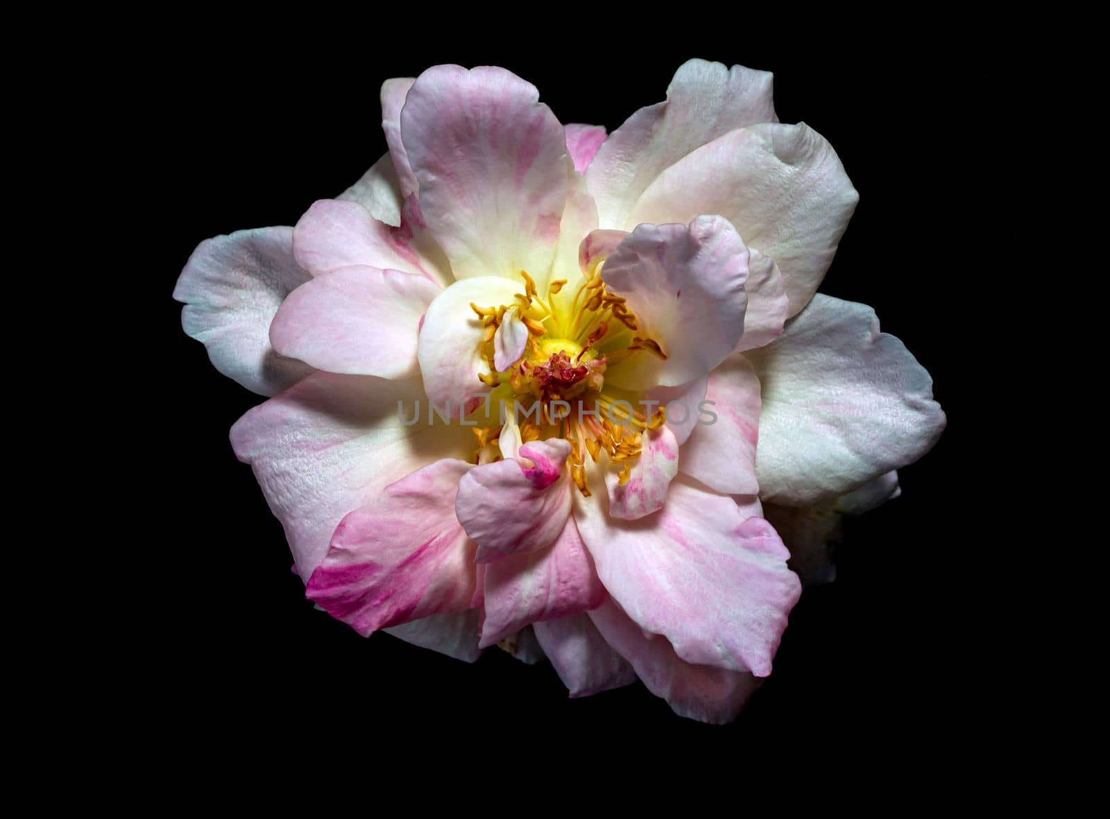 The delicate petals of a withering Sakura Gasumi rose by Satakorn