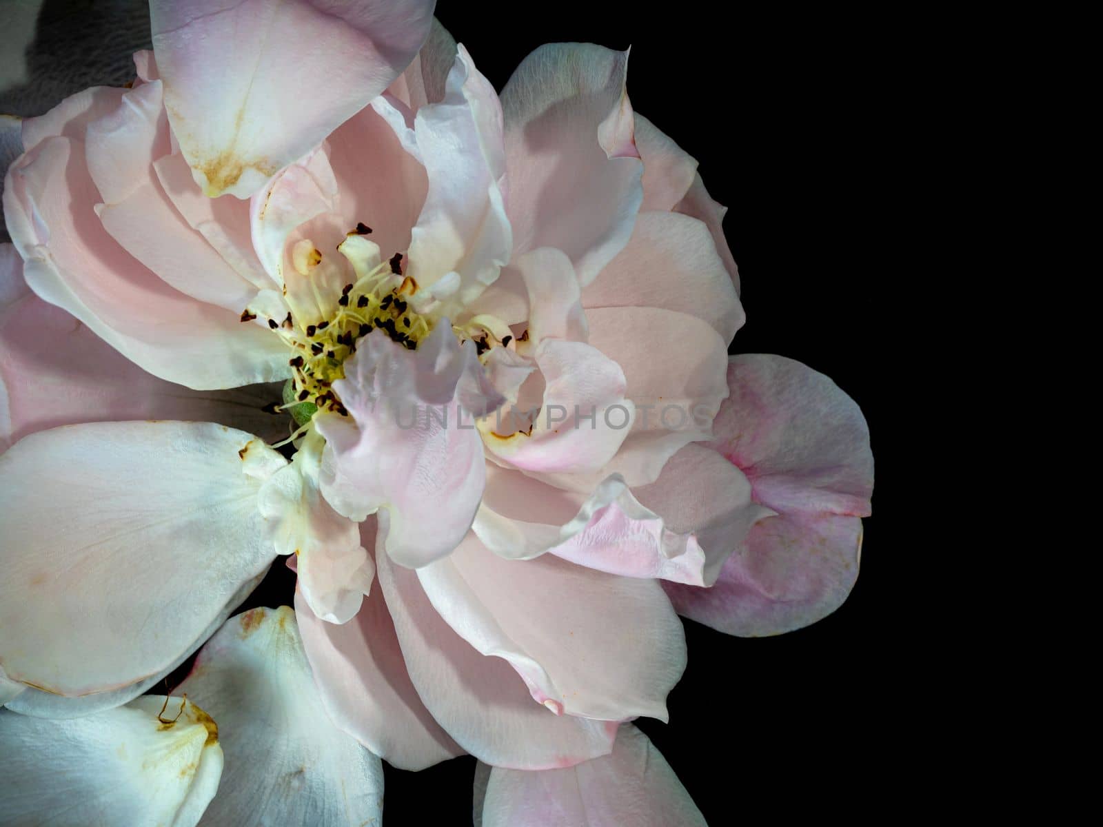 The wounded petals of a withering Plume rose by Satakorn