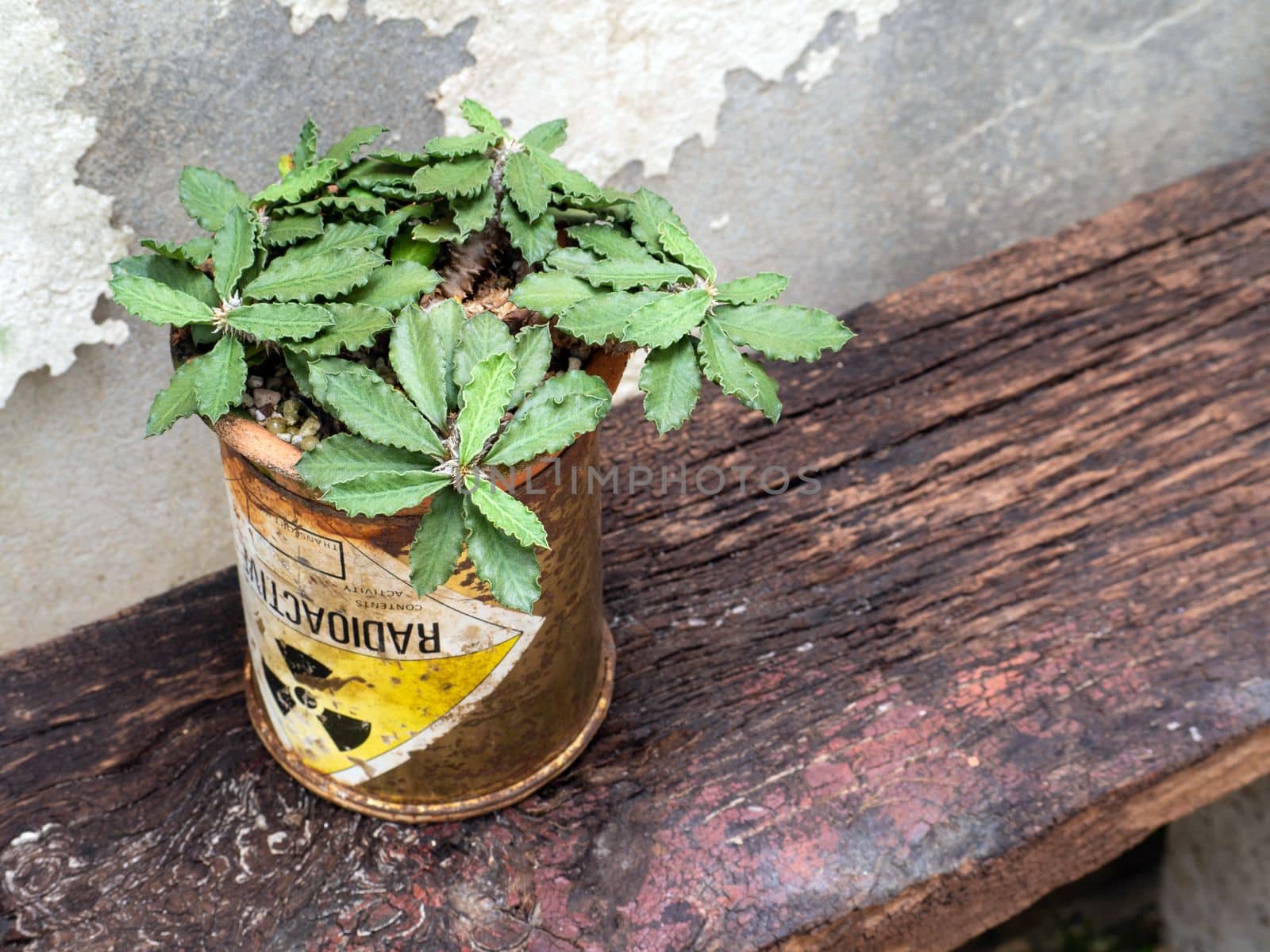 Euphorbia capsaintemariensis in the old package of radioactive material