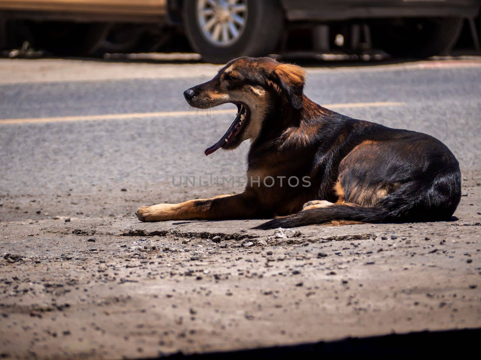 A dog is waiting for its owner on the side of the road by Satakorn