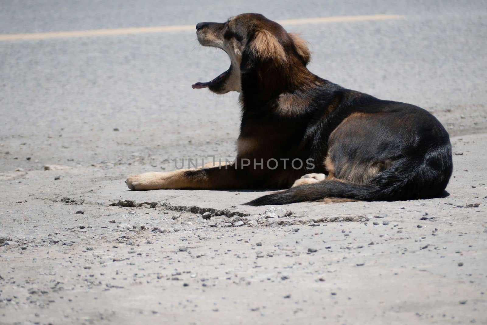 A dog is waiting for its owner on the side of the road