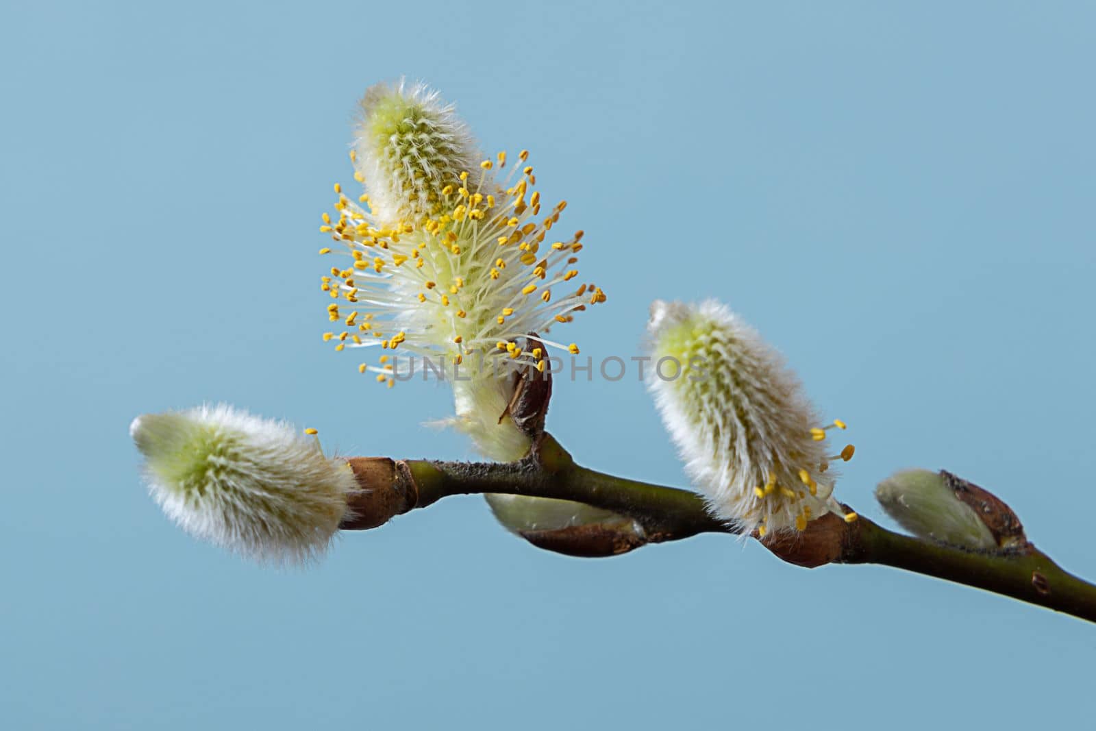 Fluffy yellow willow twigs above blue background. Willow catkins without shadow. Spring concept