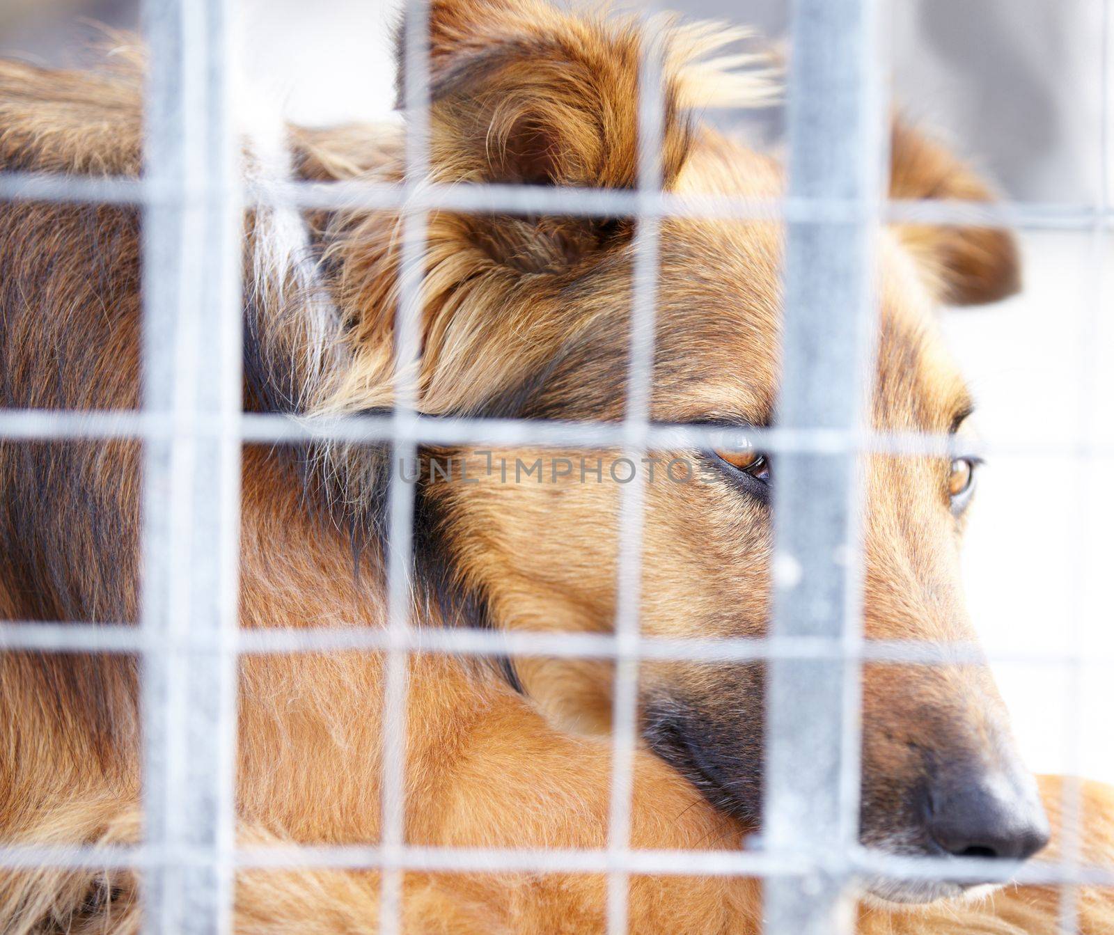 Animals arent meant to be stuck behind a cage -animal cruelty. A dog confined in a cage at the pound. by YuriArcurs