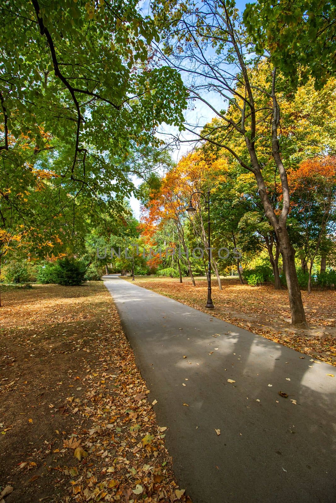 Autumn landscape - trees and fallen leaves in the city park. Vertical view