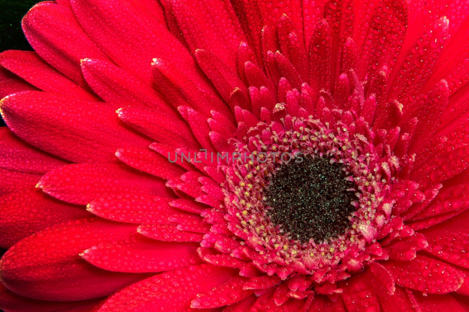 A close view of a beautiful red gerbera flower. Nature background