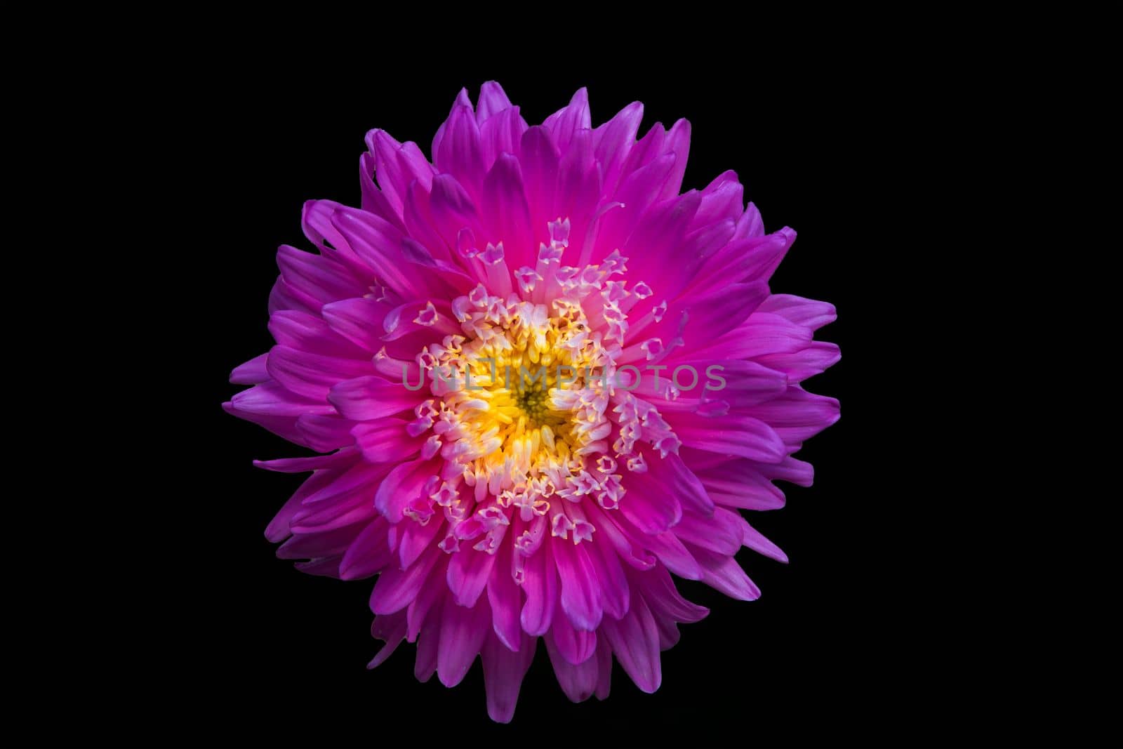 A flower of aster Callistephus chinensis. Close up, isolated on black.