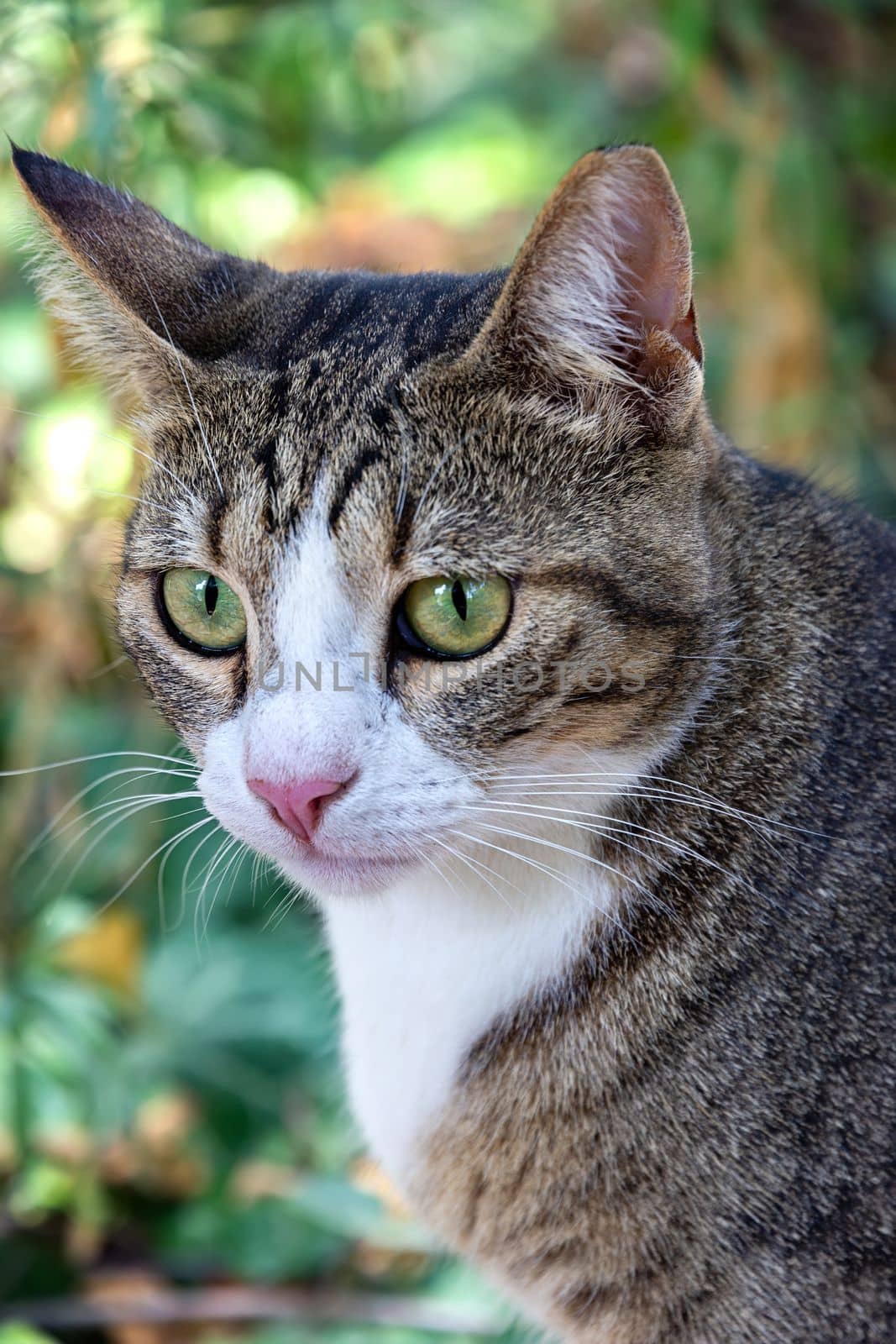 Portrait of beauty wild cat with green eyes in the garden. Vertical view by EdVal