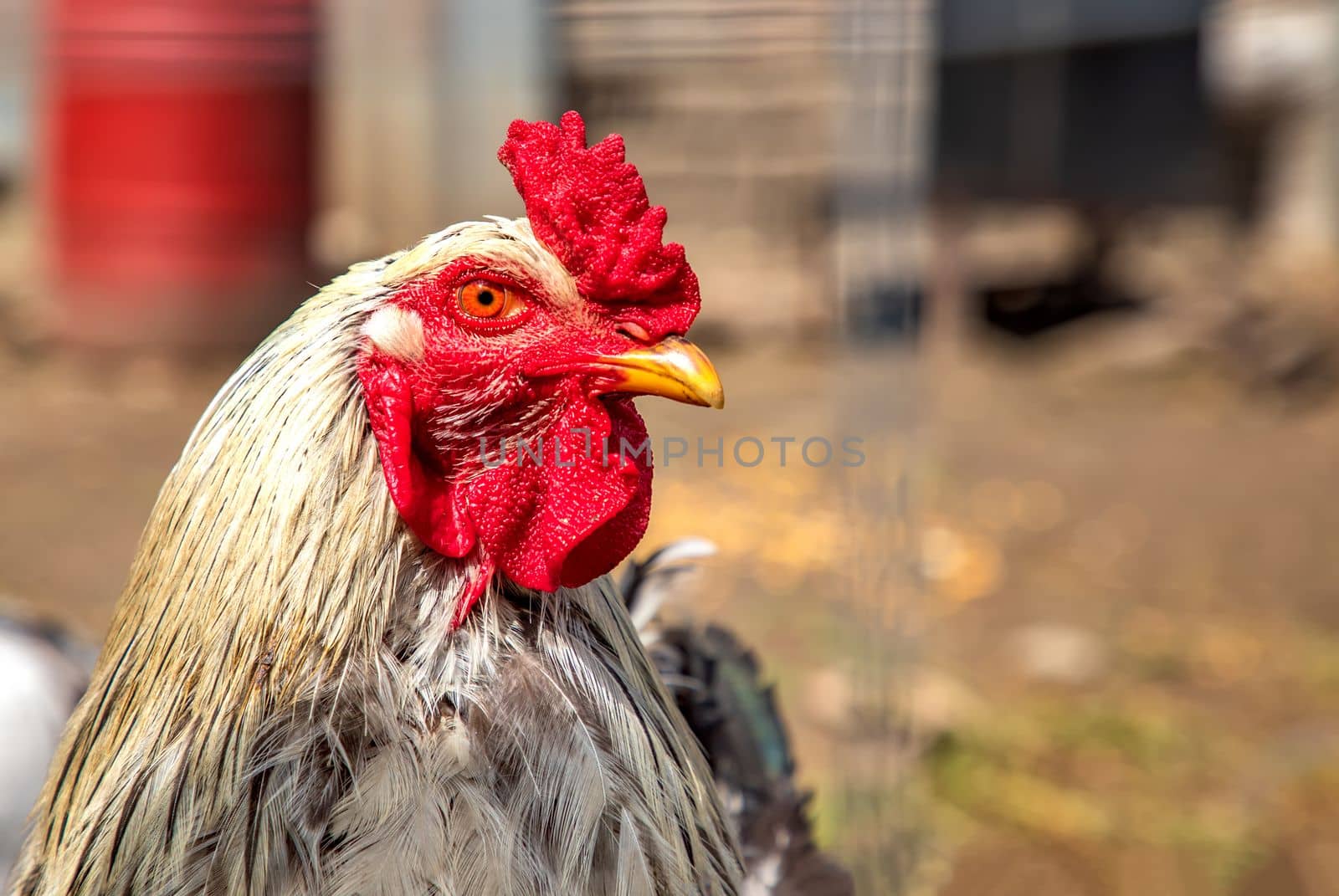 Portrait of beautiful colorful cock. Horizontal view 