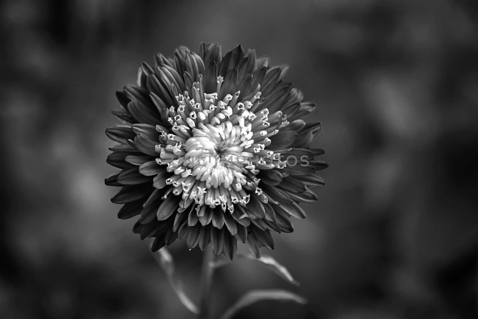 Amazing flower of aster Callistephus chinensis. Close up