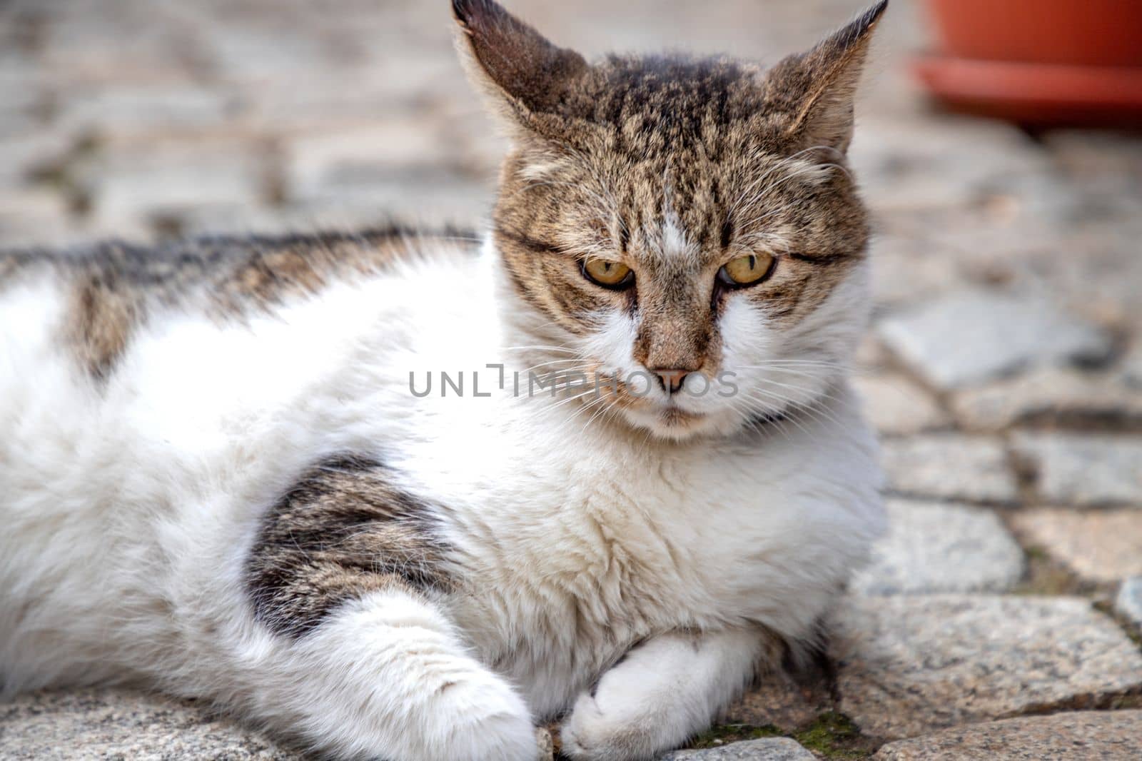 Cute cat relaxing on the ground. 
