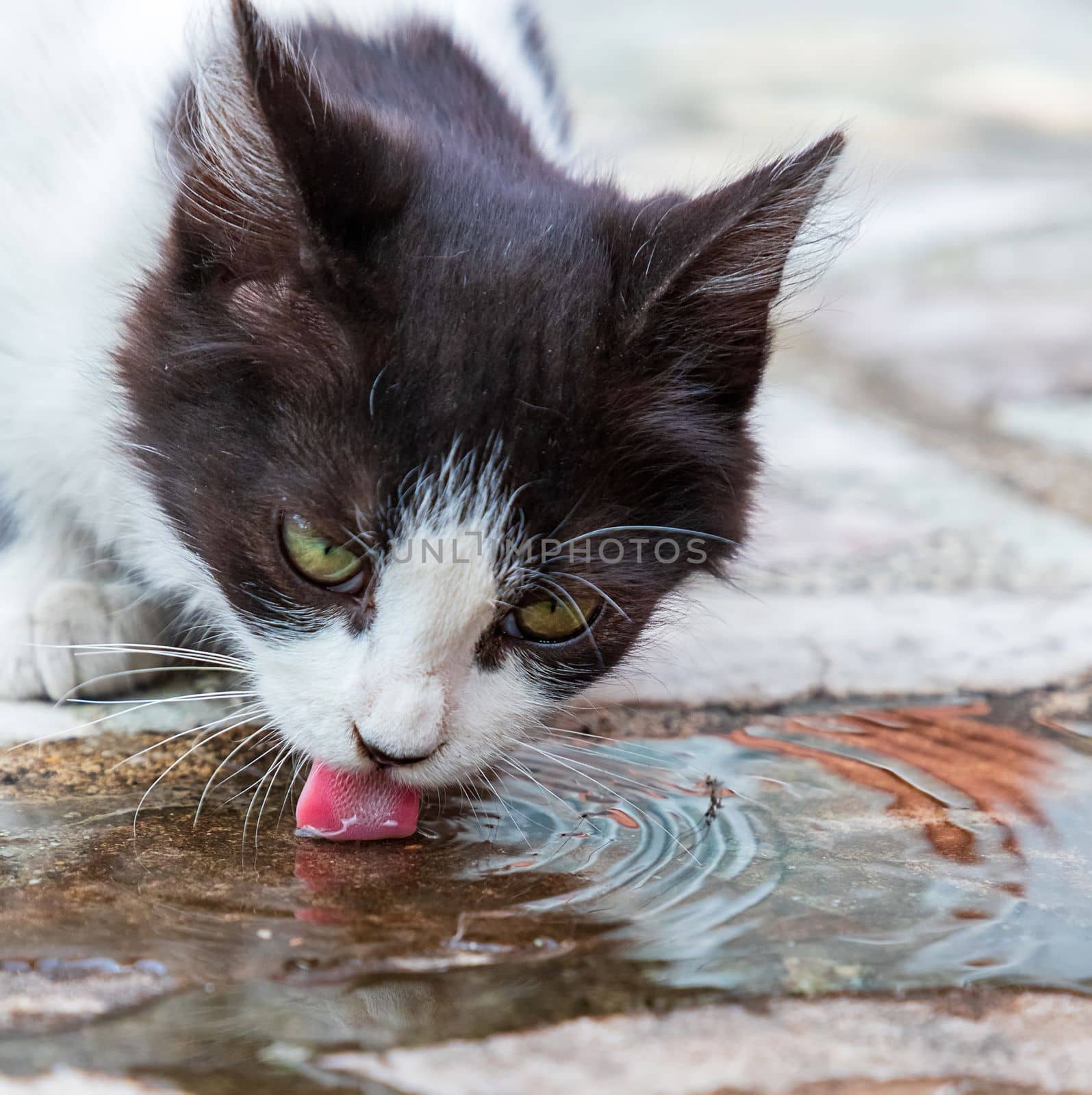 Cute cat drinks water. Close up by EdVal