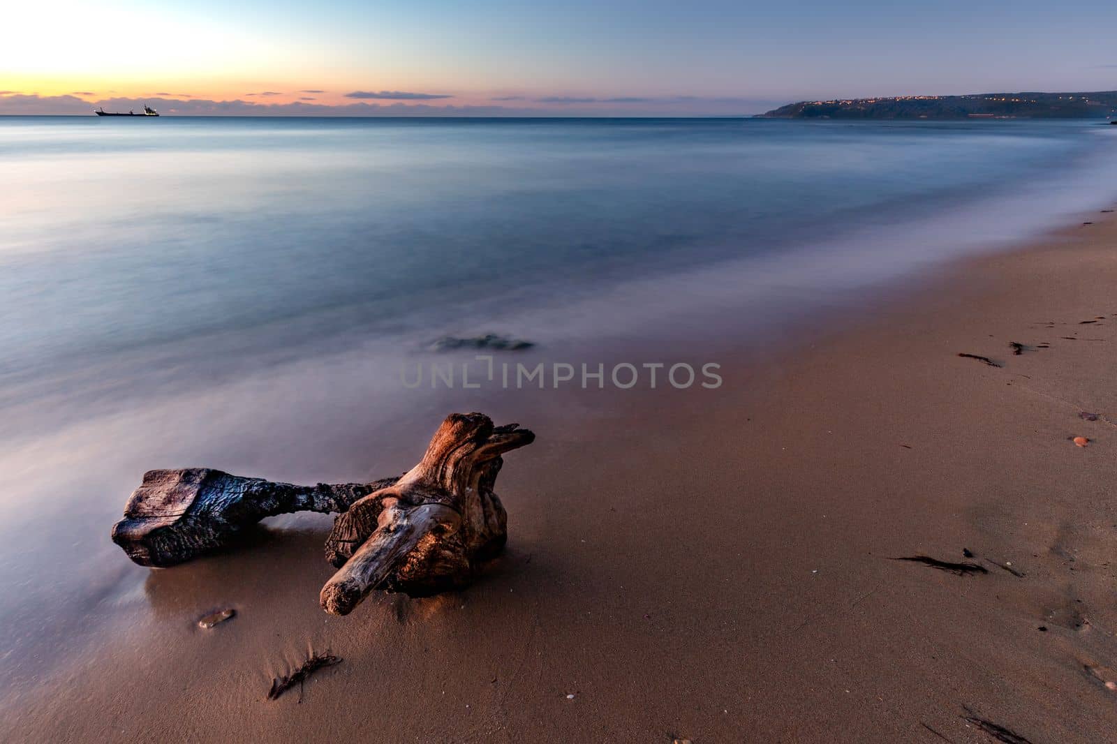 Seascape. Early morning at sea shore with an old tree on the beach.
