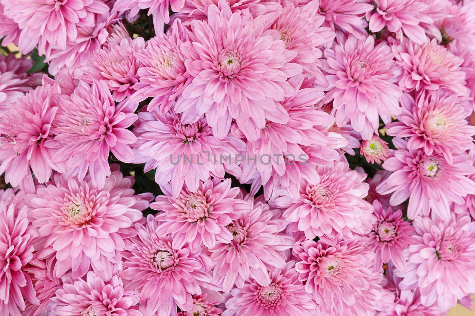 Blooming pink Mums or Chrysanthemums , autumn flower background.